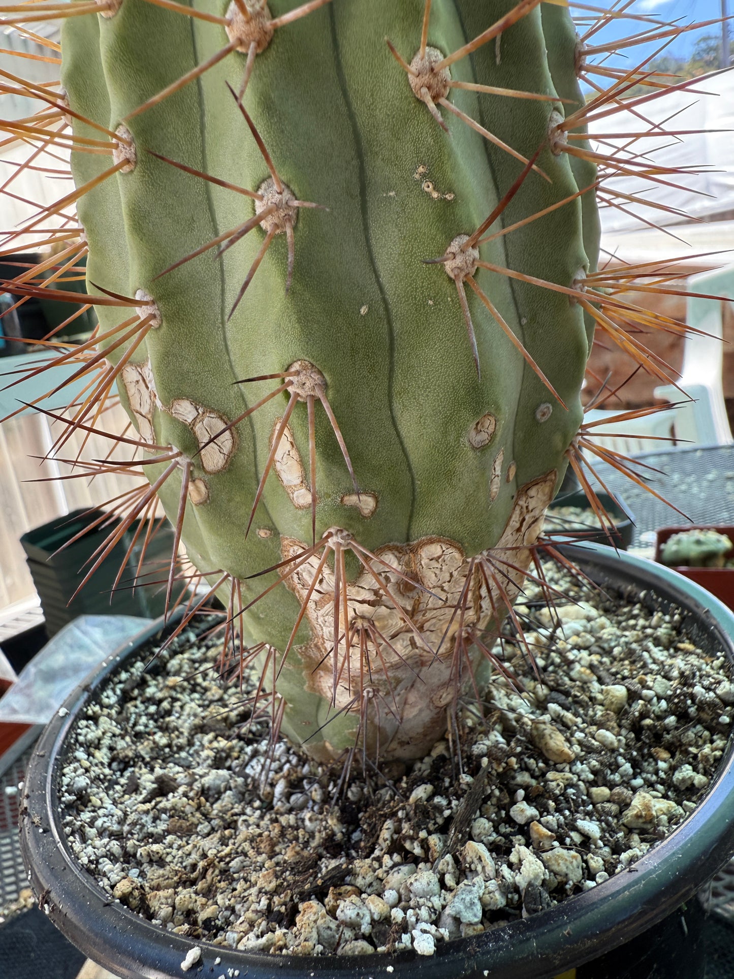 Copiapoa eremophila large and tall old specimen in 7 inch pot 1158