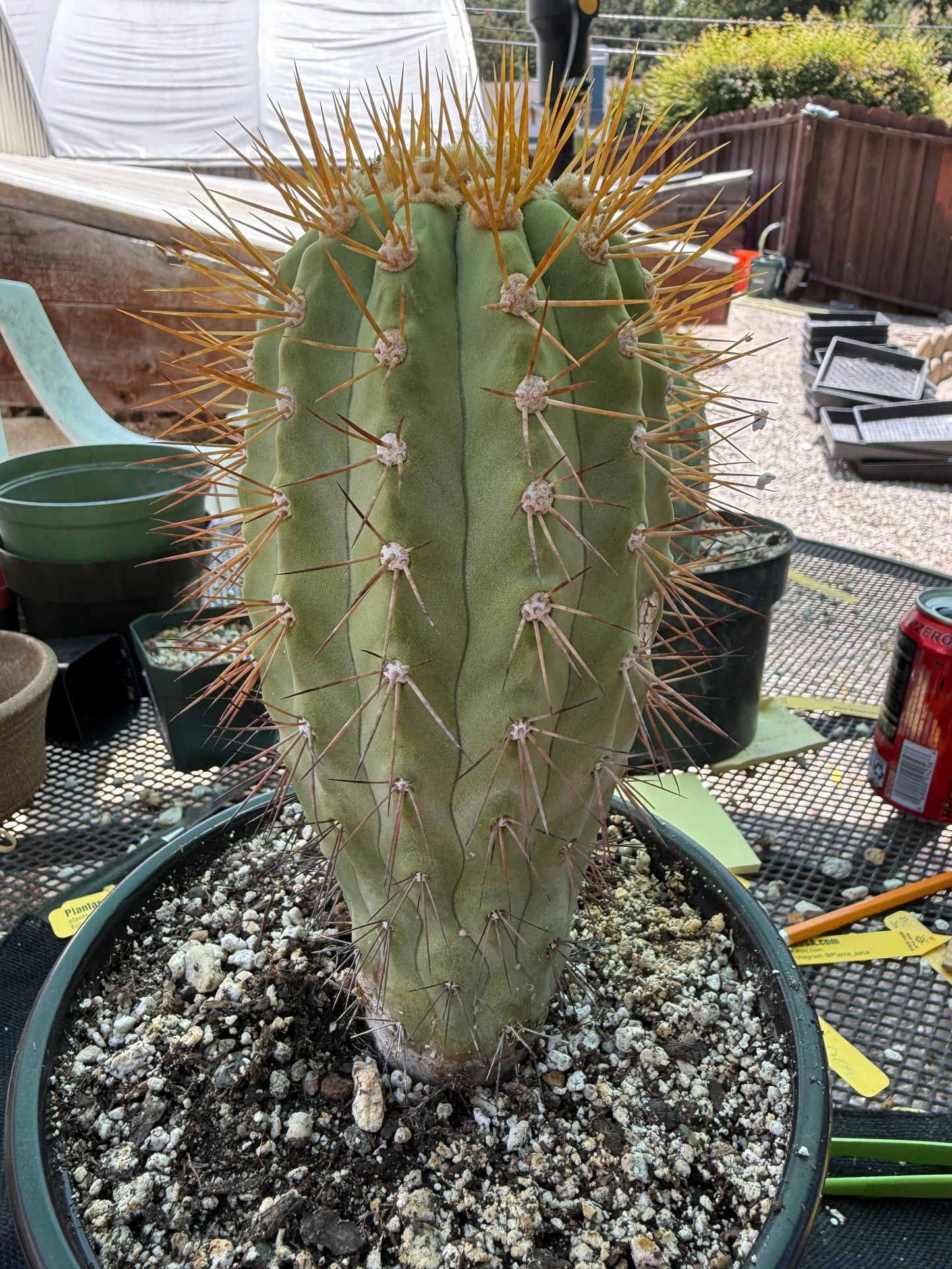Copiapoa eremophila large and tall old specimen in 7 inch pot 1158