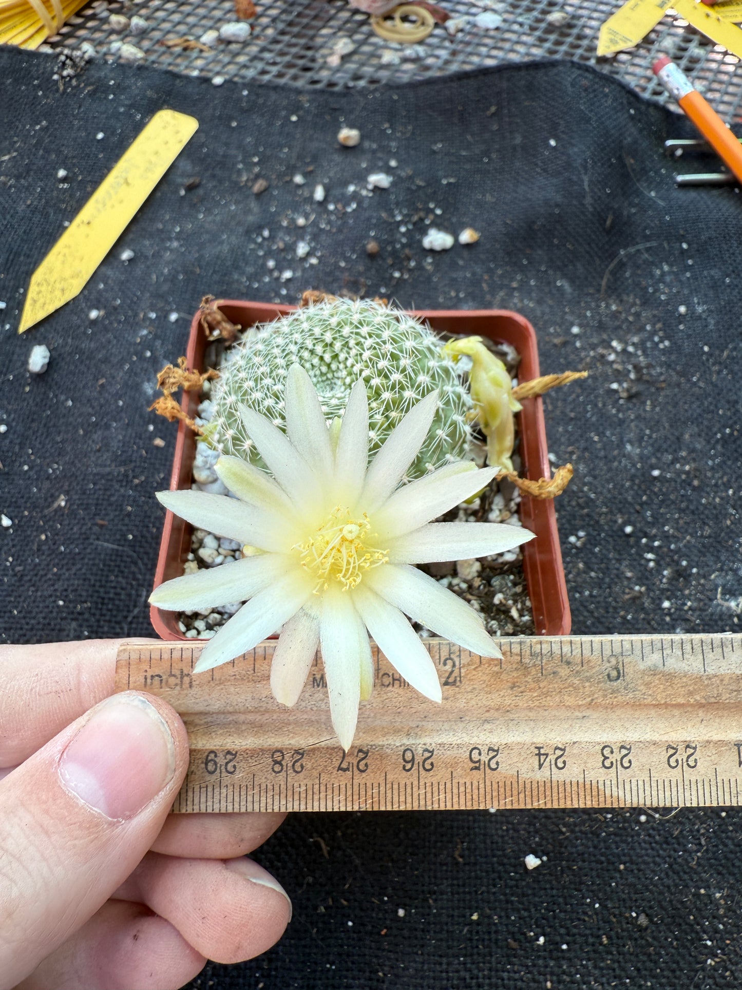 Rebutia krainziana white flower rare plant 303