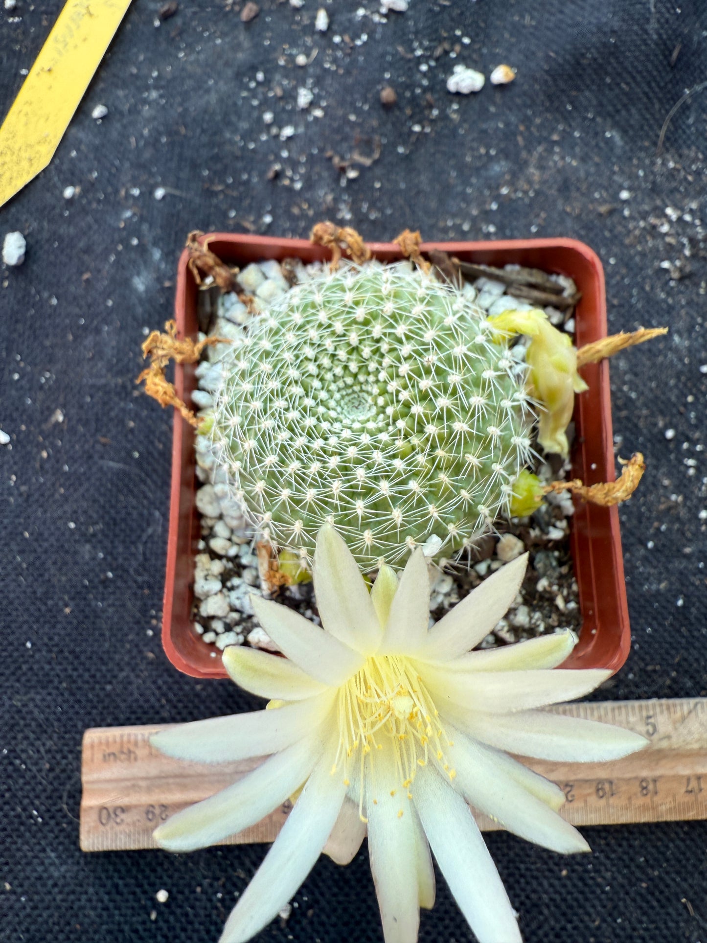 Rebutia krainziana white flower rare plant 303
