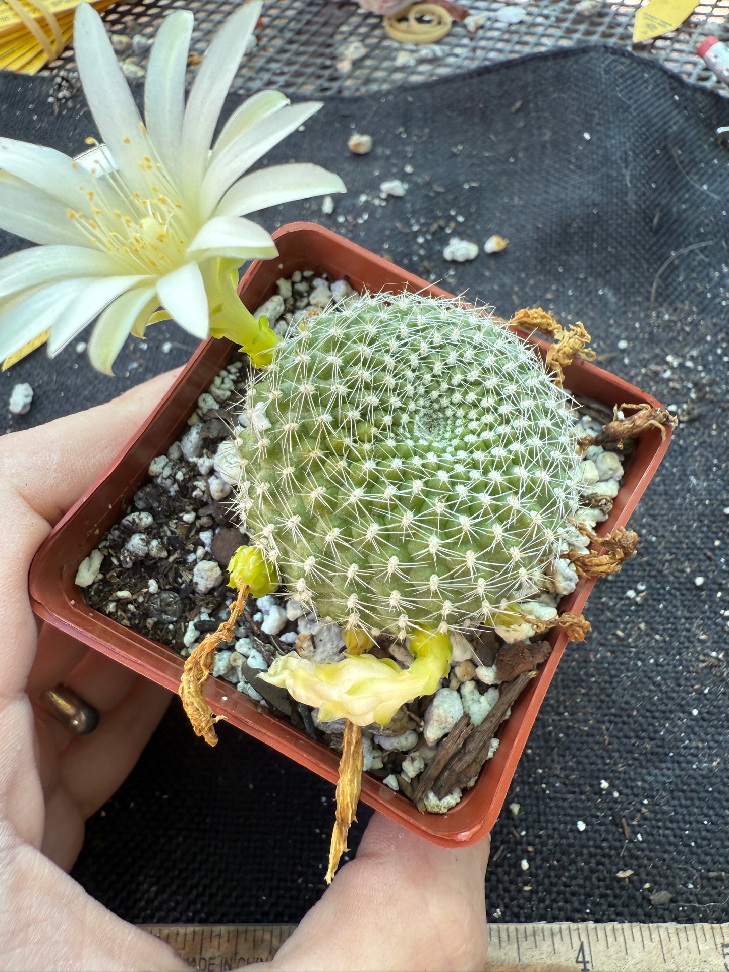 Rebutia krainziana white flower rare plant 303