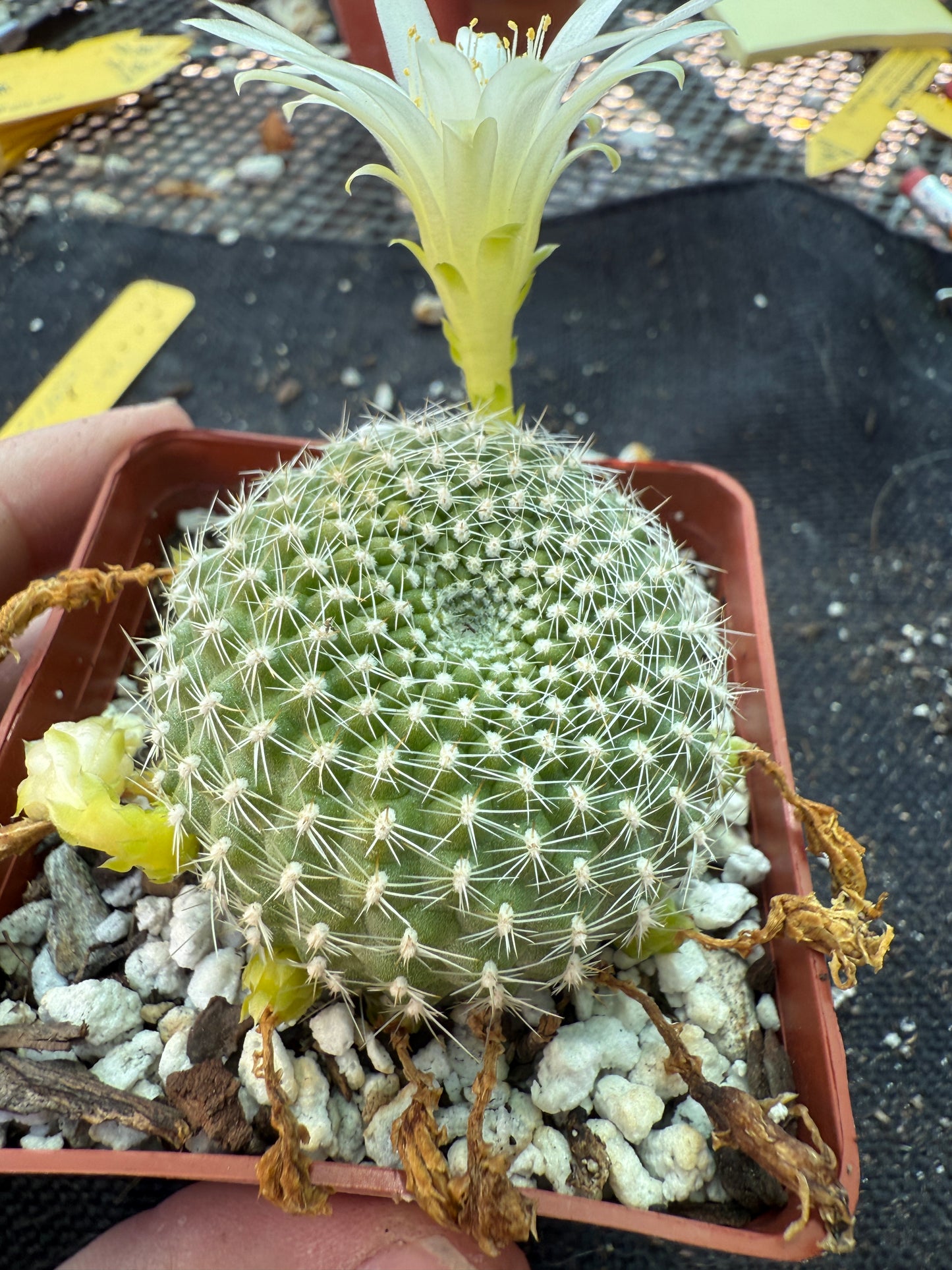Rebutia krainziana white flower rare plant 303