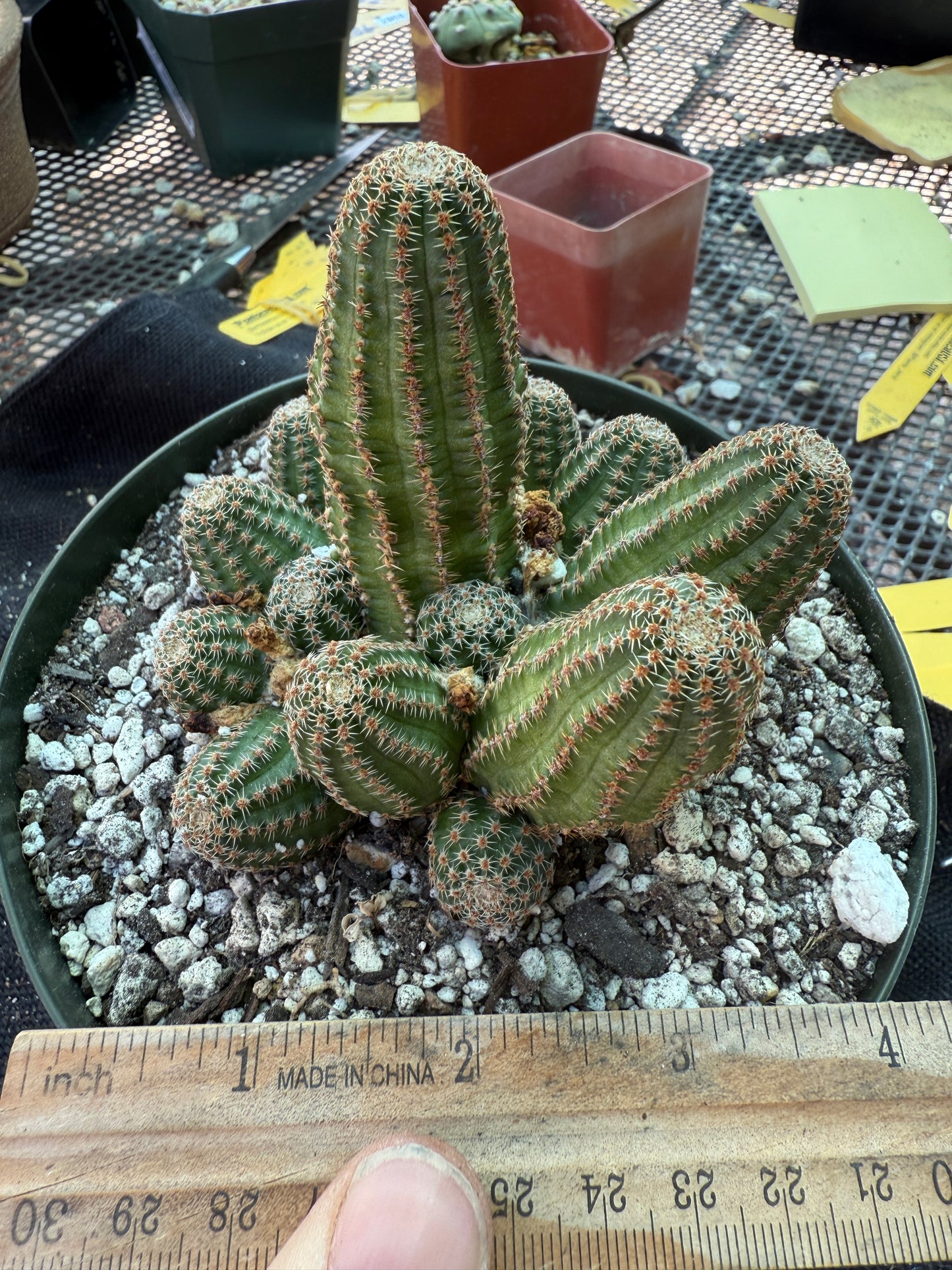 Rebutia torquata in 6 inch pot rare plant, bicolored flowers 306