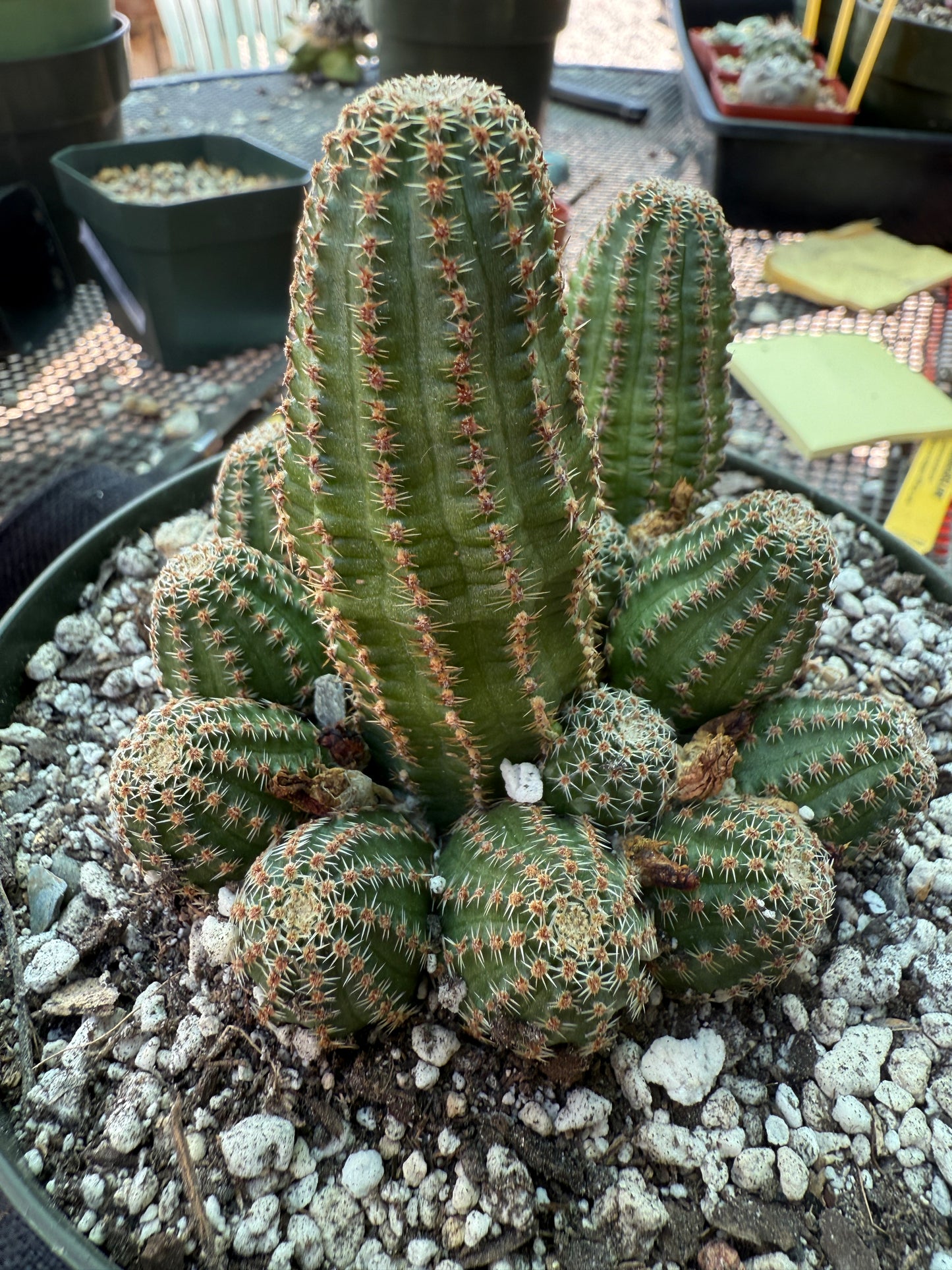 Rebutia torquata in 6 inch pot rare plant, bicolored flowers 306