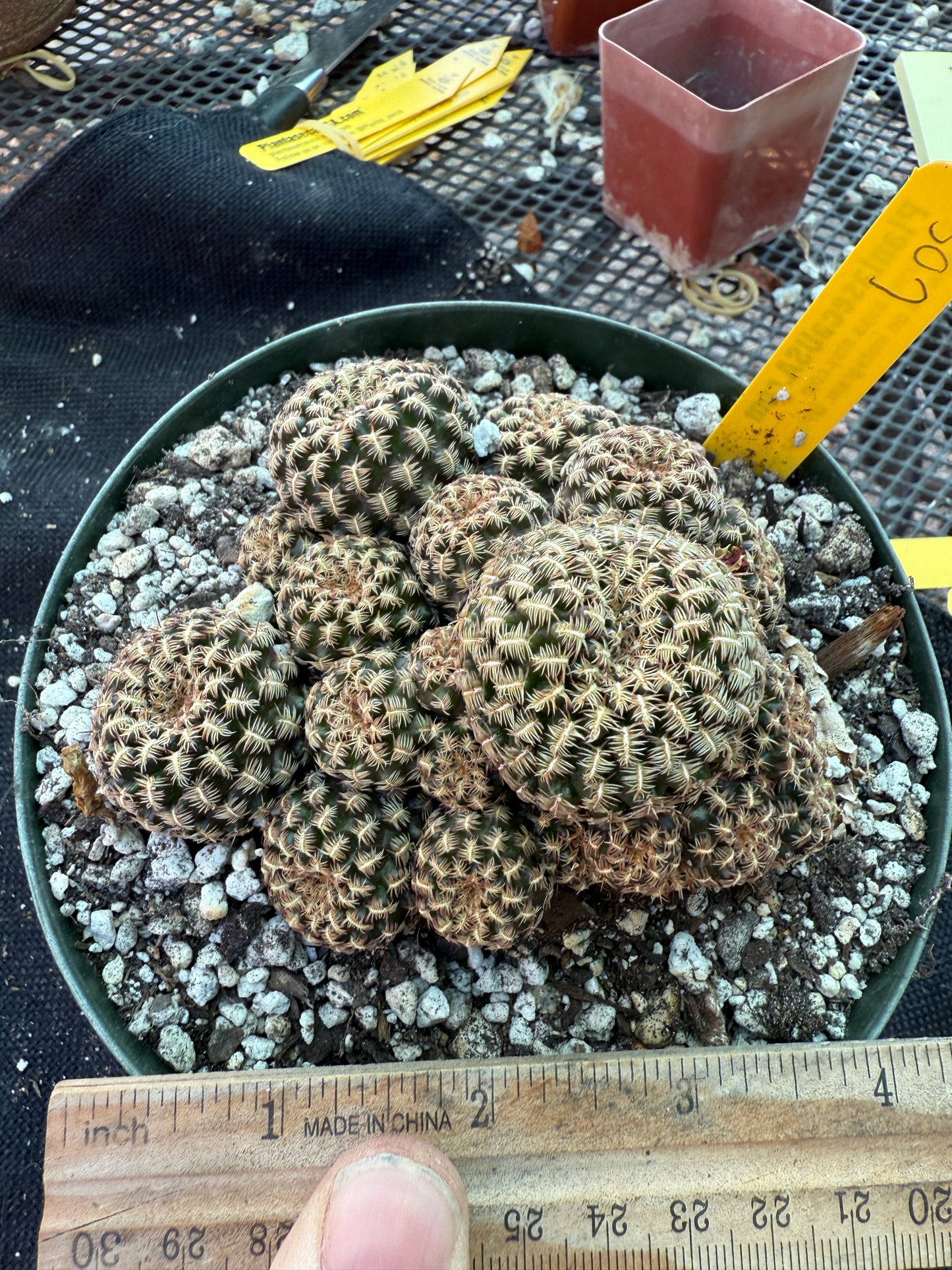 Sulcorebutia augustinii in 6 inch pot purple flowers in spring 307