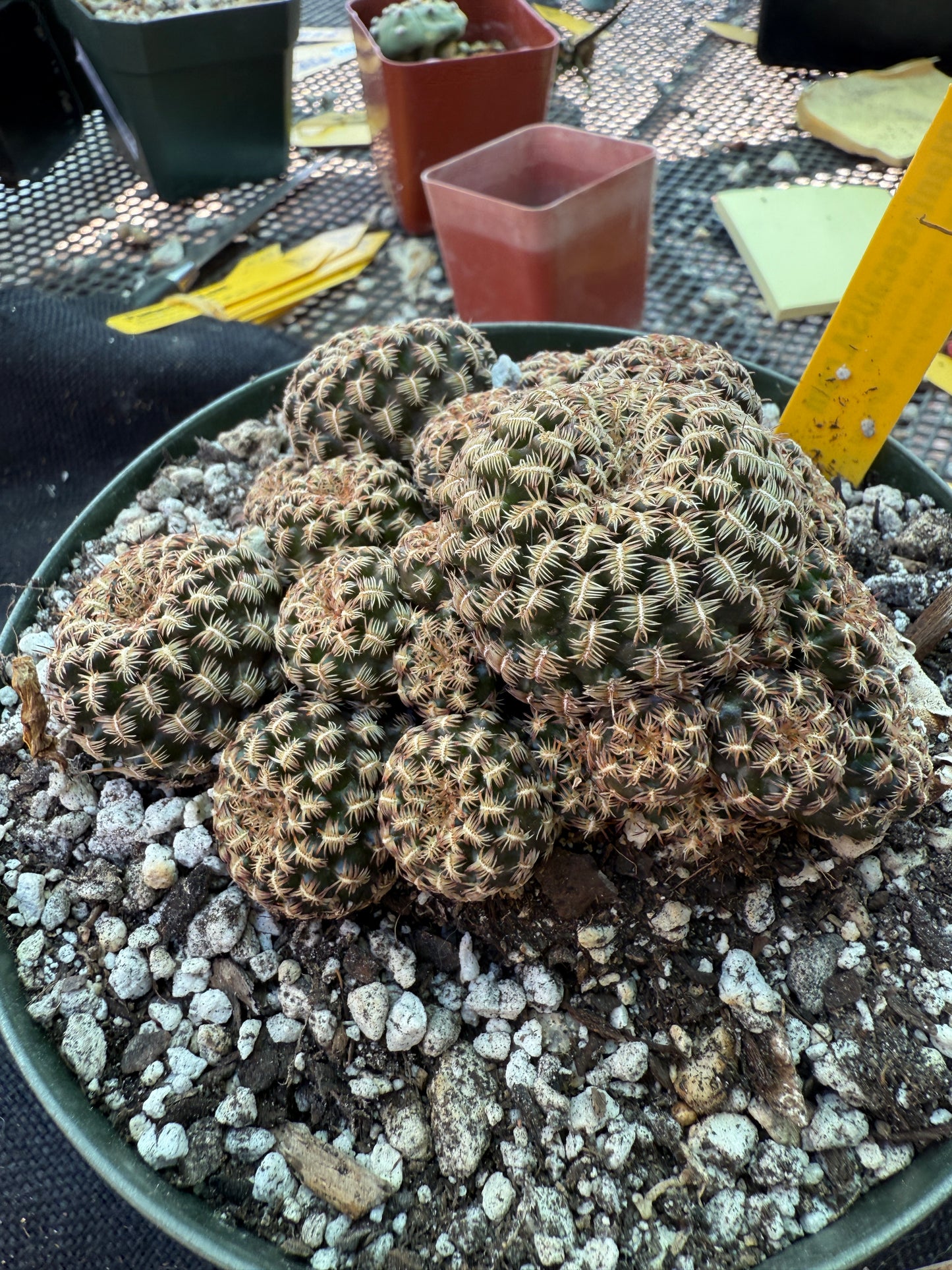 Sulcorebutia augustinii in 6 inch pot purple flowers in spring 307