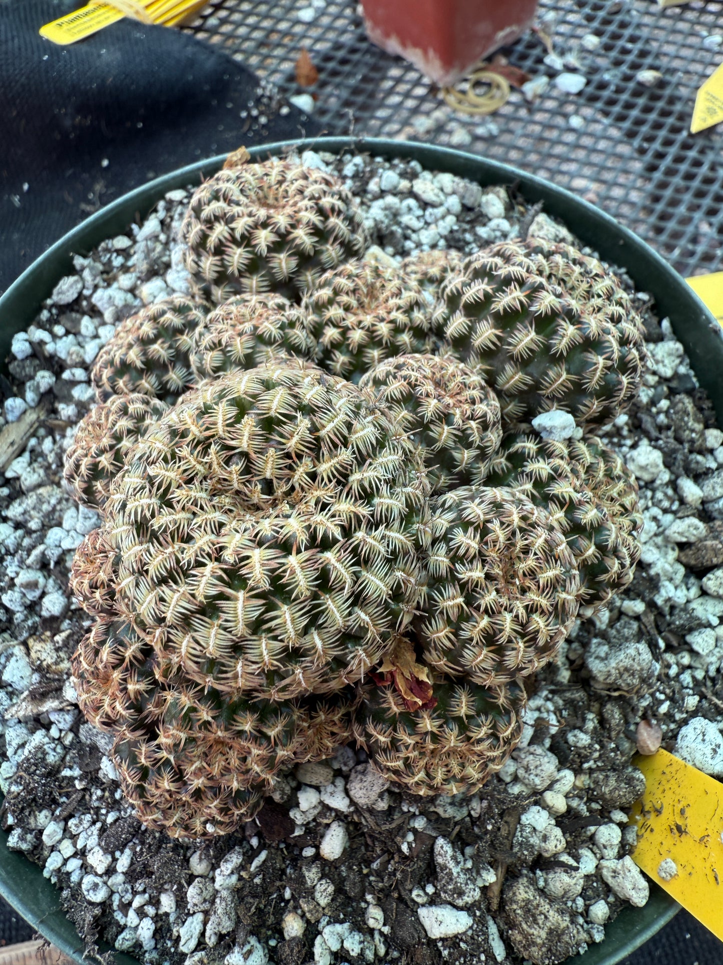 Sulcorebutia augustinii in 6 inch pot purple flowers in spring 307