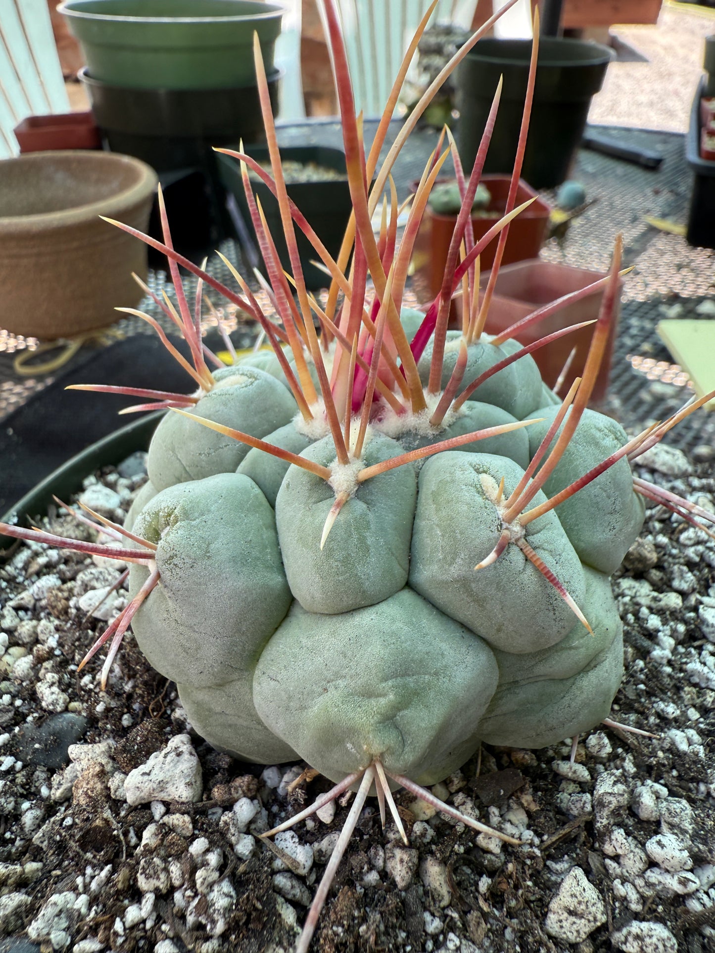 Thelocactus hexaedrophorus large in 6 inch pot 309