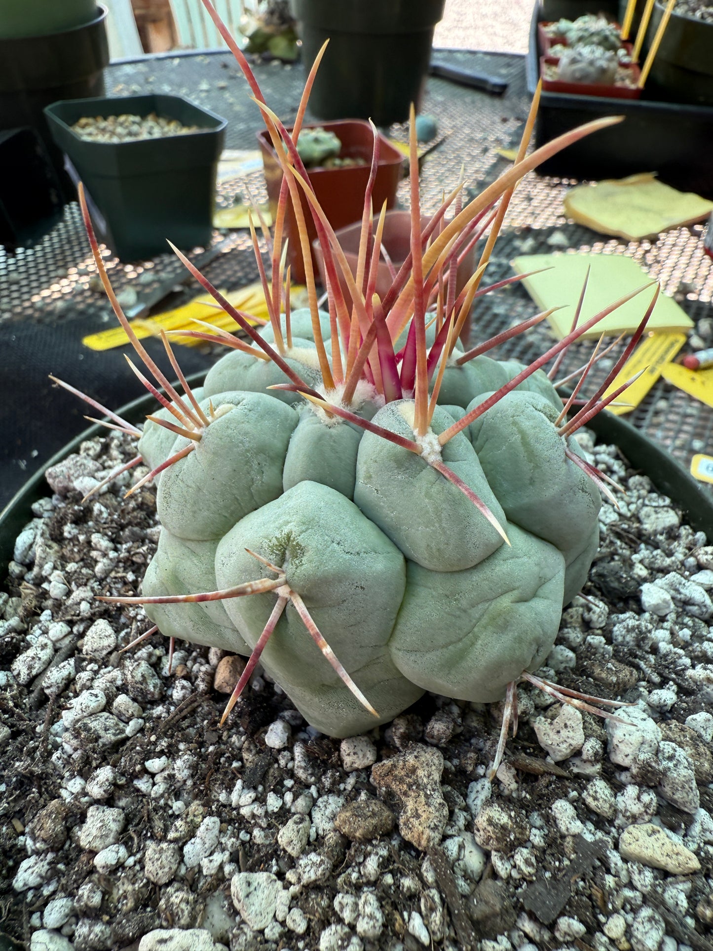 Thelocactus hexaedrophorus large in 6 inch pot 309