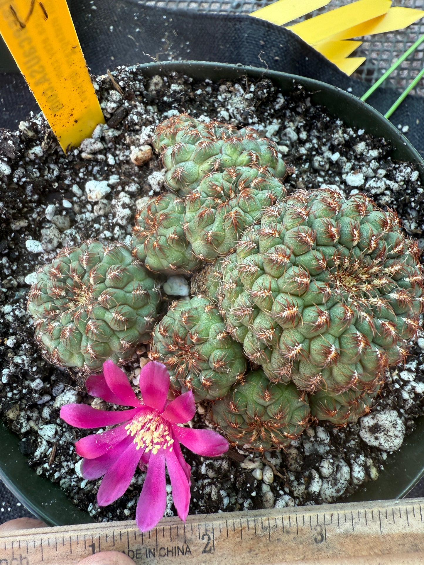 Sulcorebutia pulchra HS-78 in 6 inch pot 105 rare
