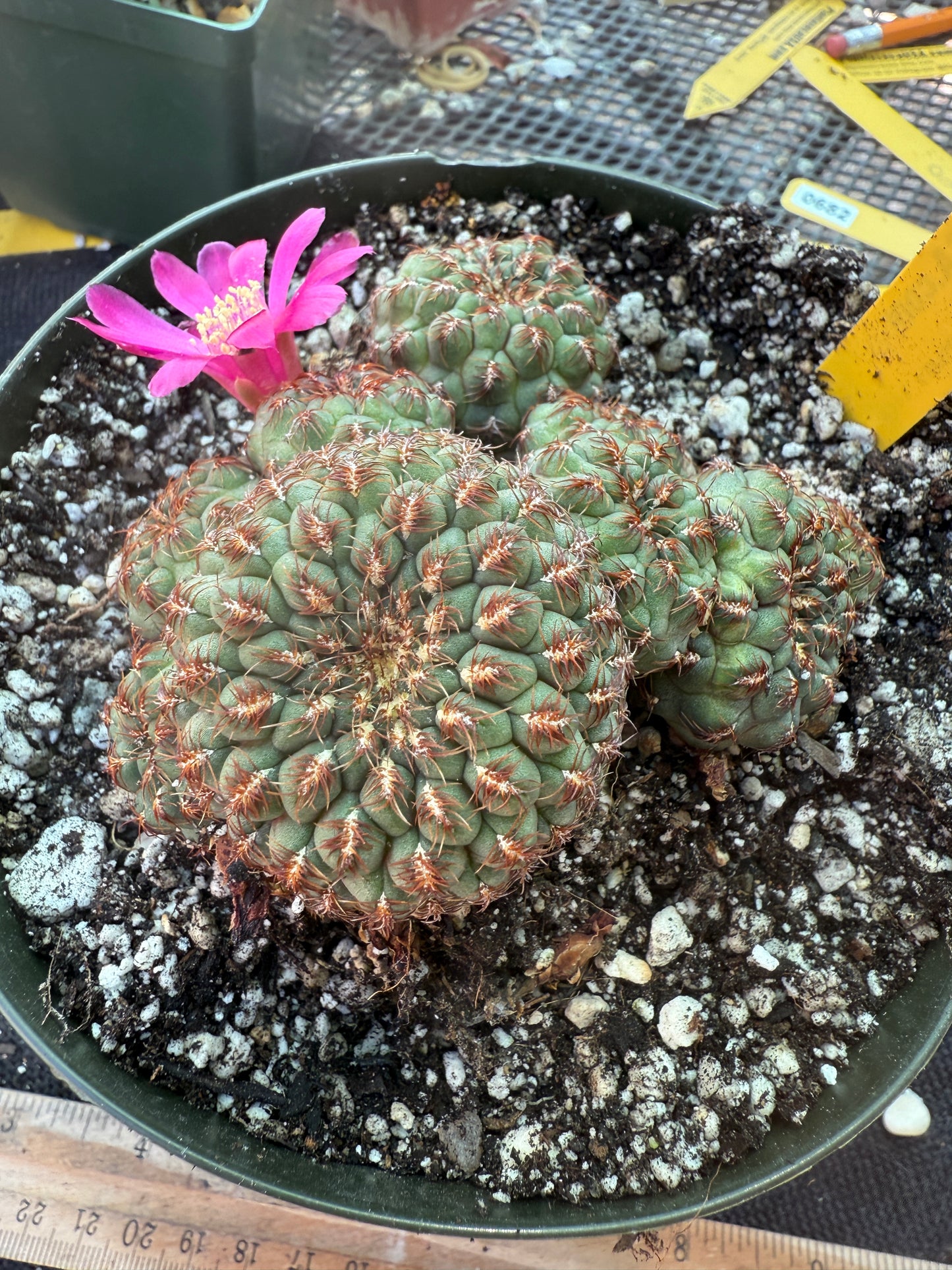 Sulcorebutia pulchra HS-78 in 6 inch pot 105 rare
