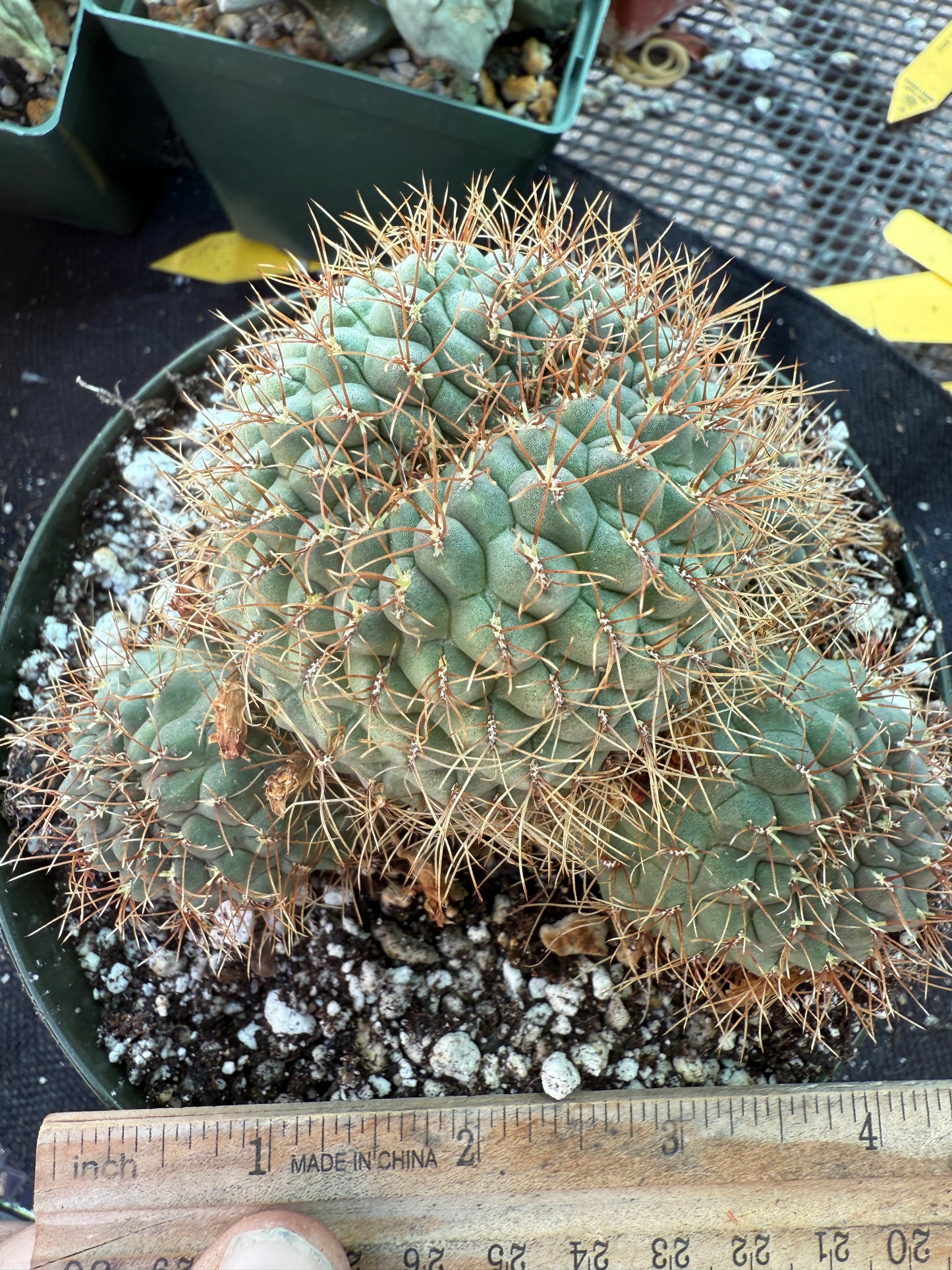Sulcorebutia Pulchra rare cactus in 6 inch pot 311