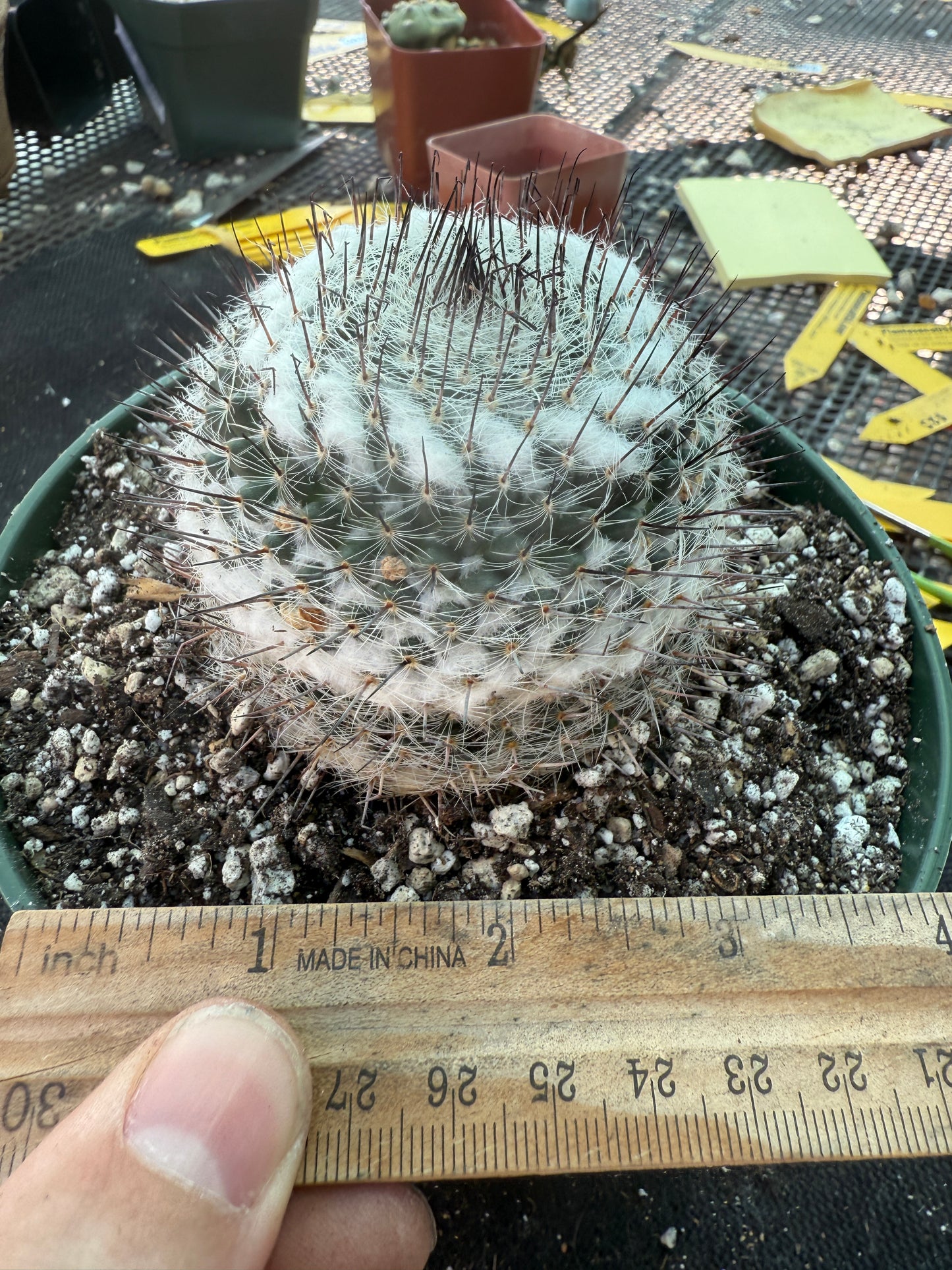 Mammillaria ritteri rare plant in 6 inch pot 316