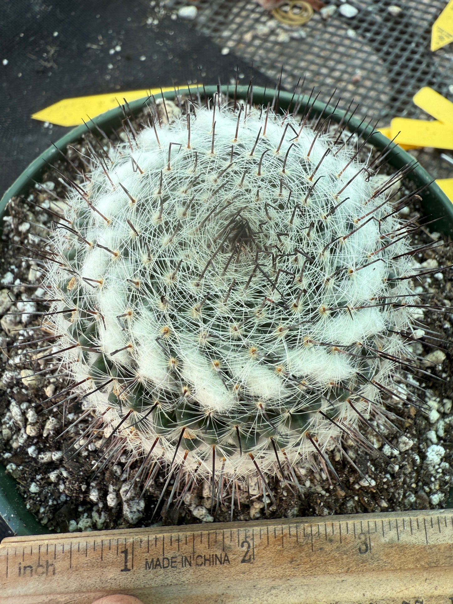 Mammillaria ritteri rare plant in 6 inch pot 316