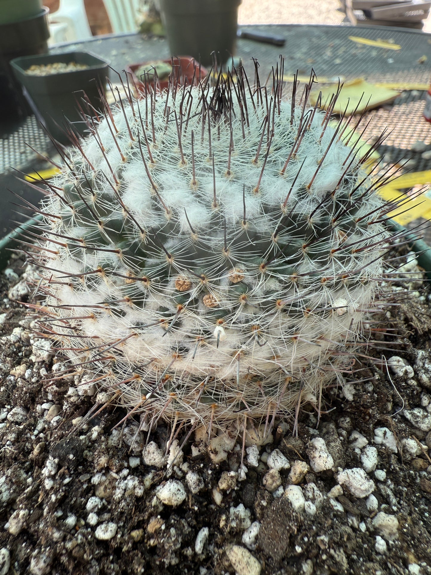 Mammillaria ritteri rare plant in 6 inch pot 316