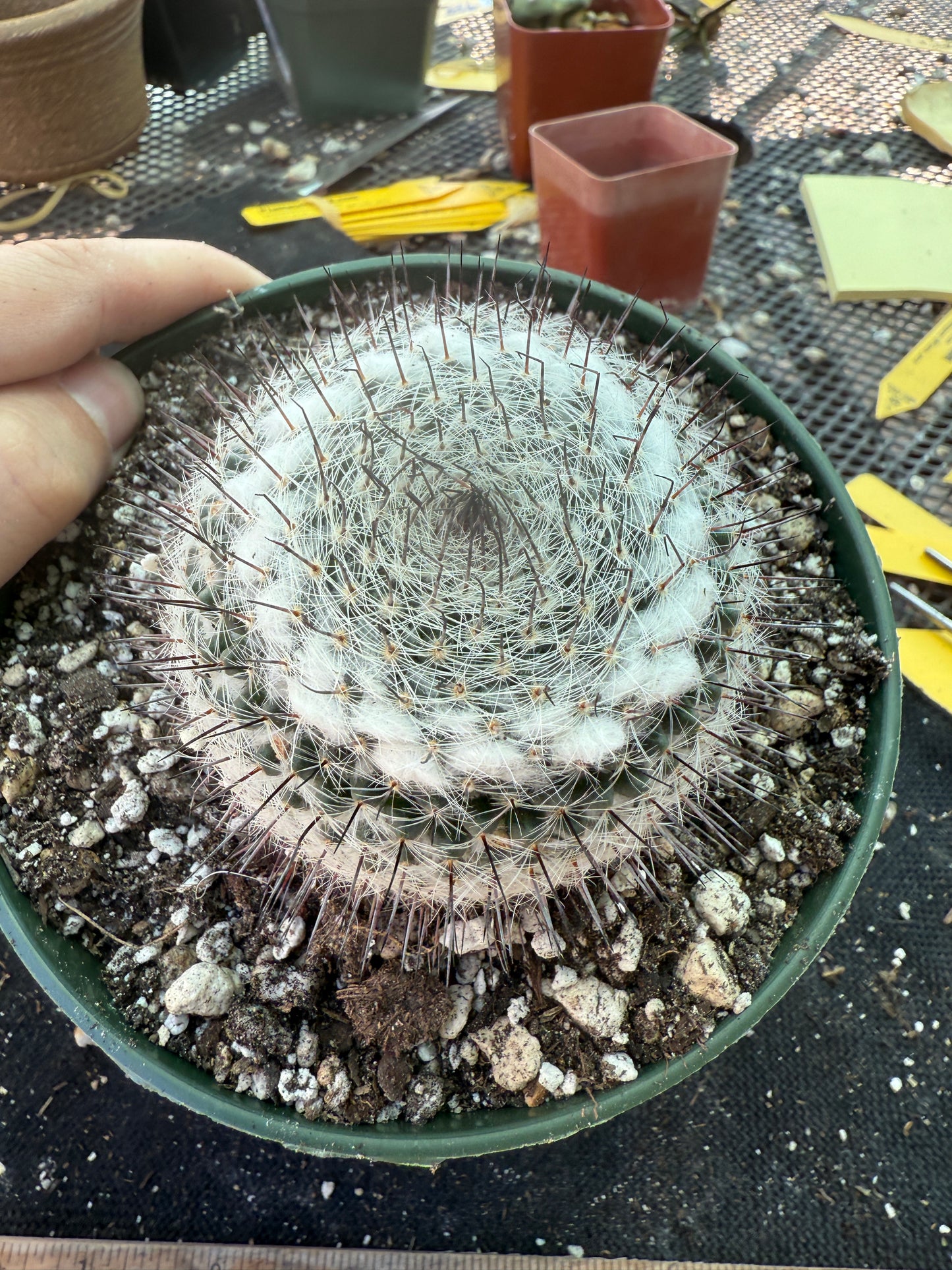 Mammillaria ritteri rare plant in 6 inch pot 316