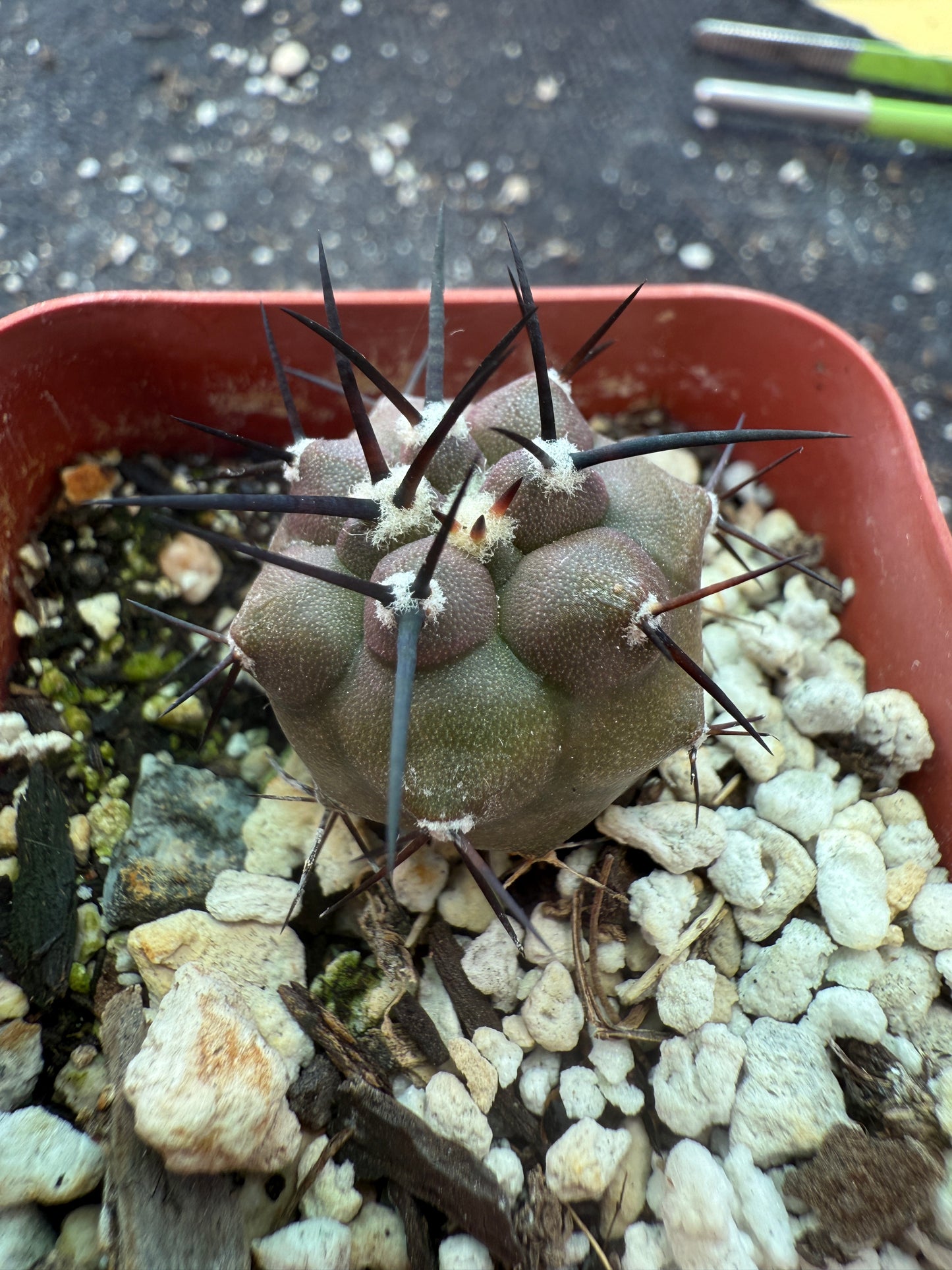 Copiapoa cinerea cactus 3 years old seedling 370