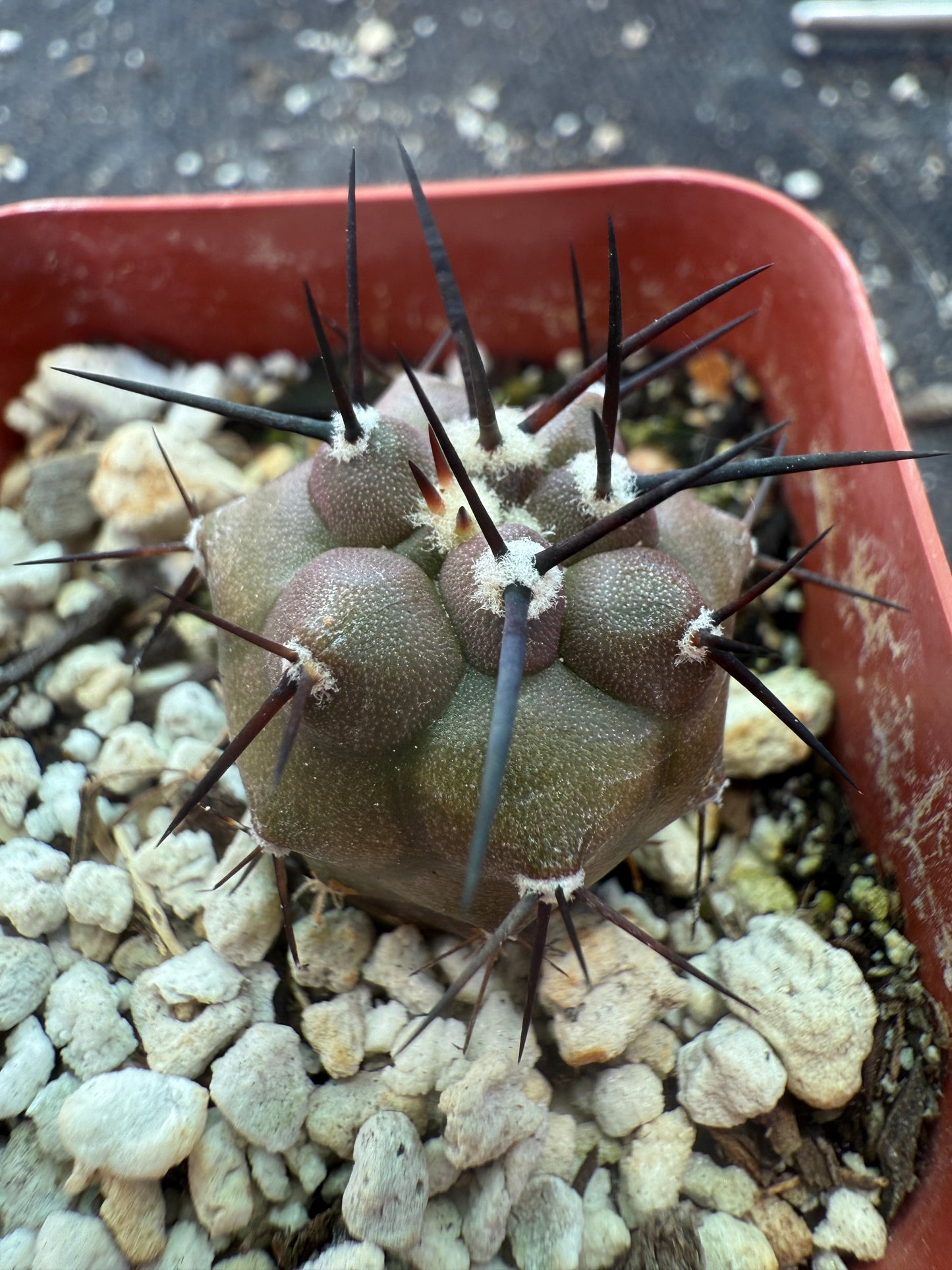 Copiapoa cinerea cactus 3 years old seedling 370