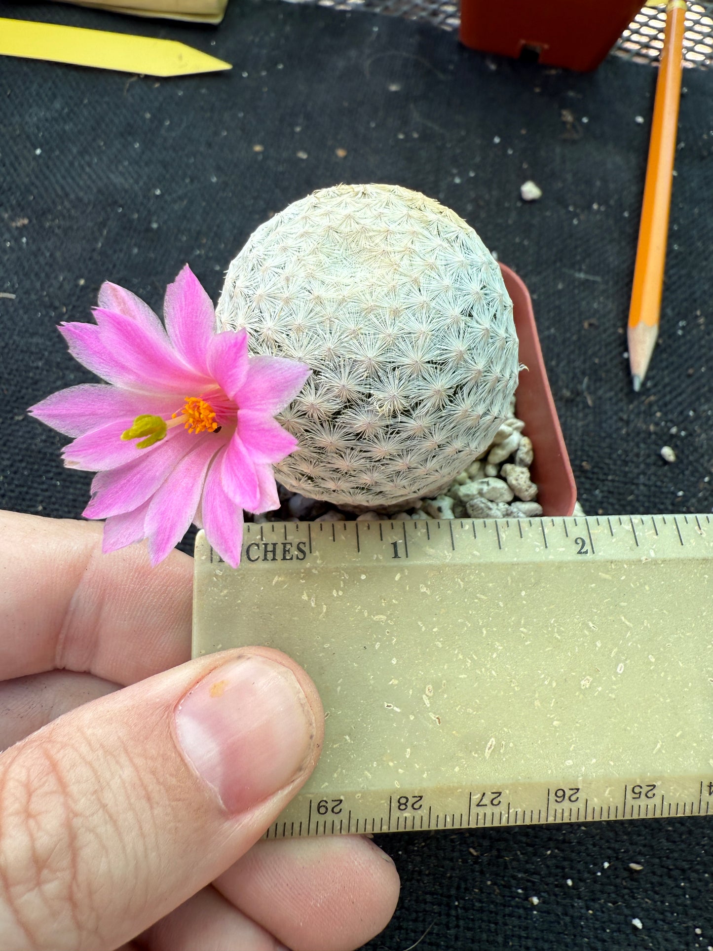 Mammillaria herrerae large Japanese import 144