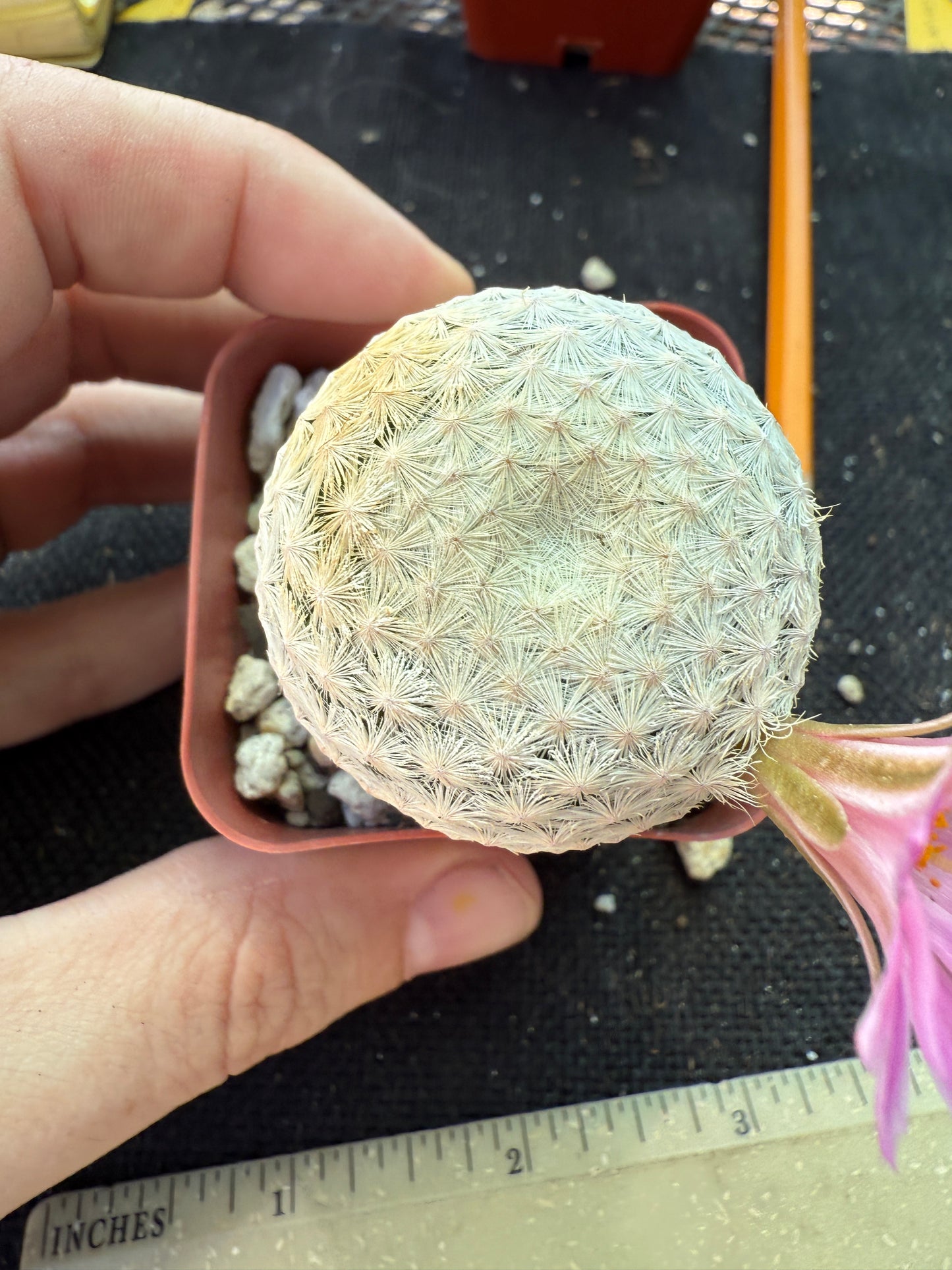 Mammillaria herrerae large Japanese import 144