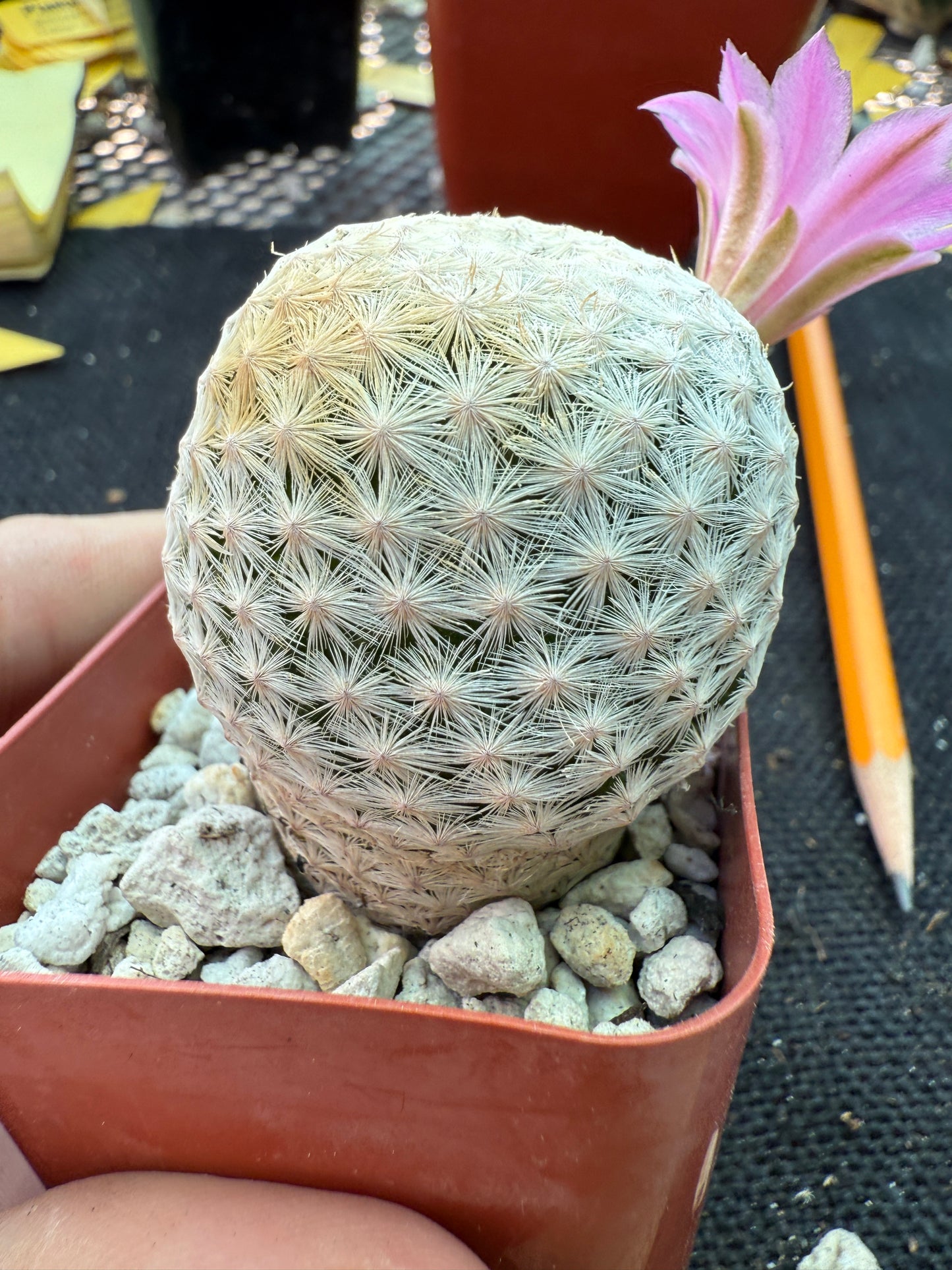 Mammillaria herrerae large Japanese import 144