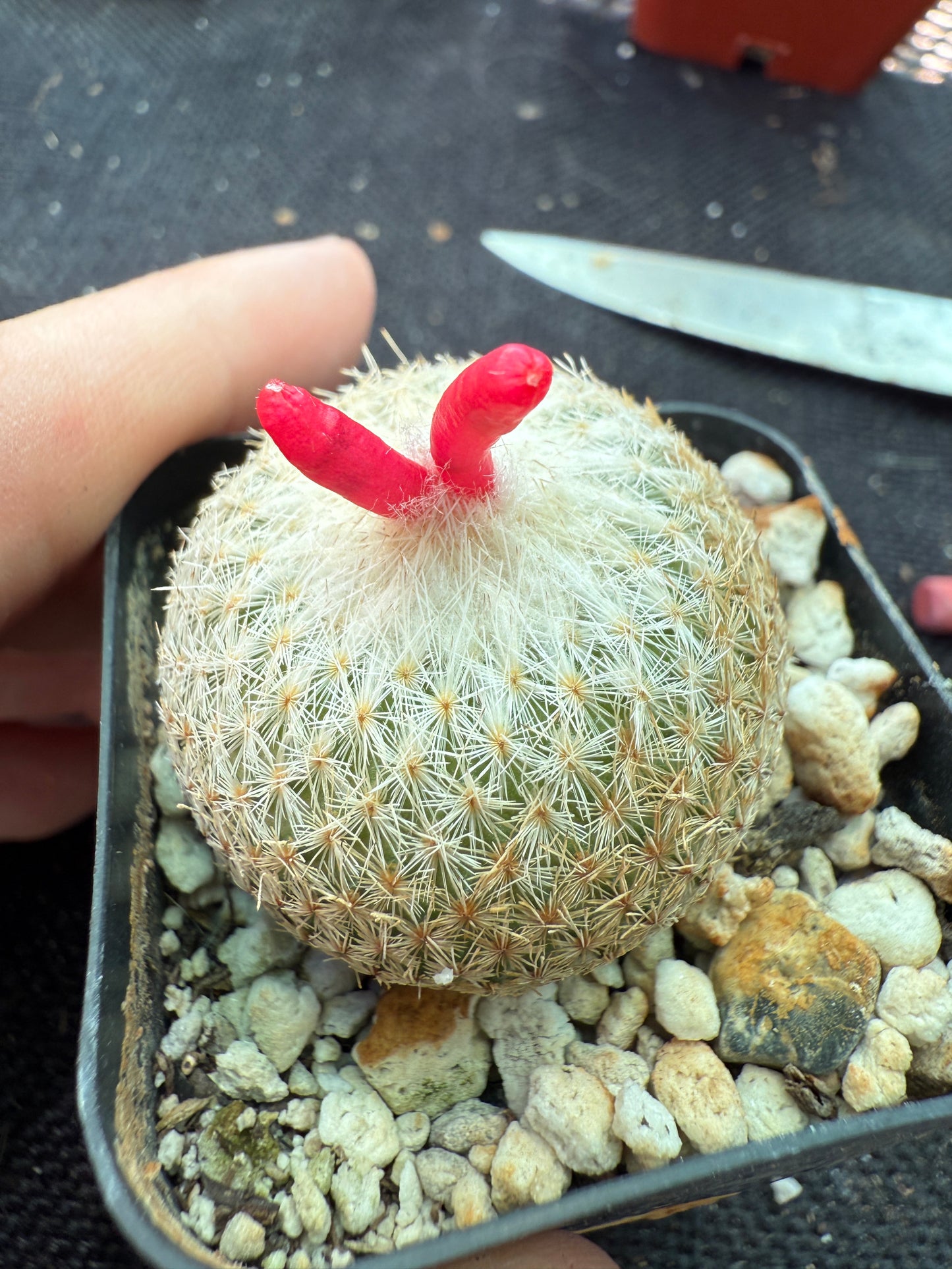Epithelantha micromeres self fertile cactus 147