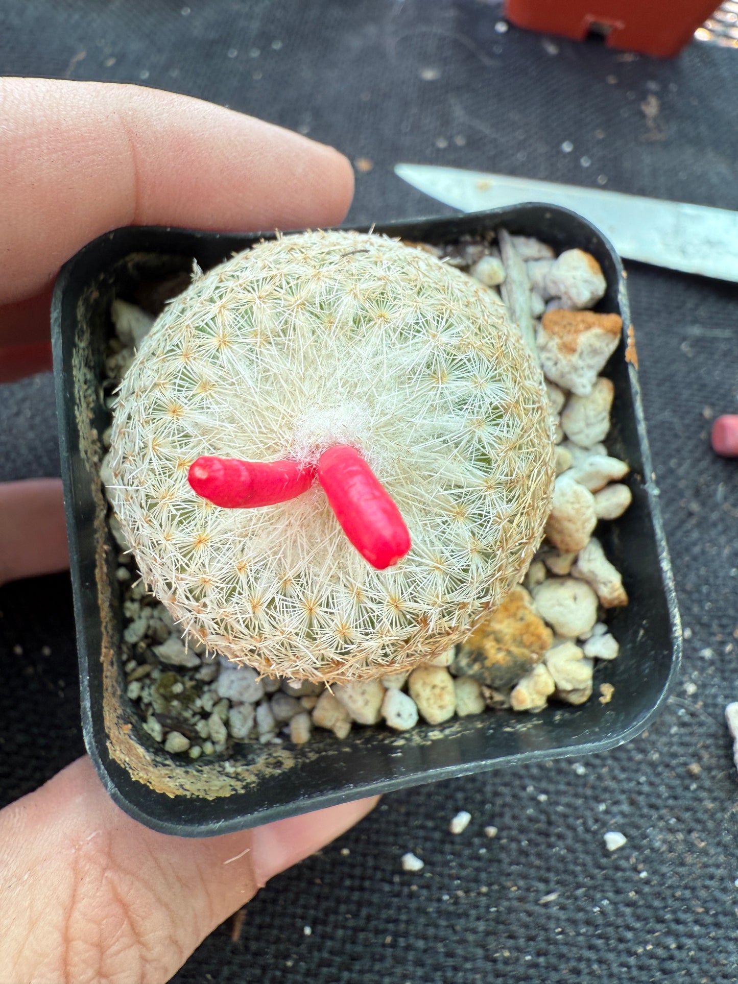 Epithelantha micromeres self fertile cactus 147