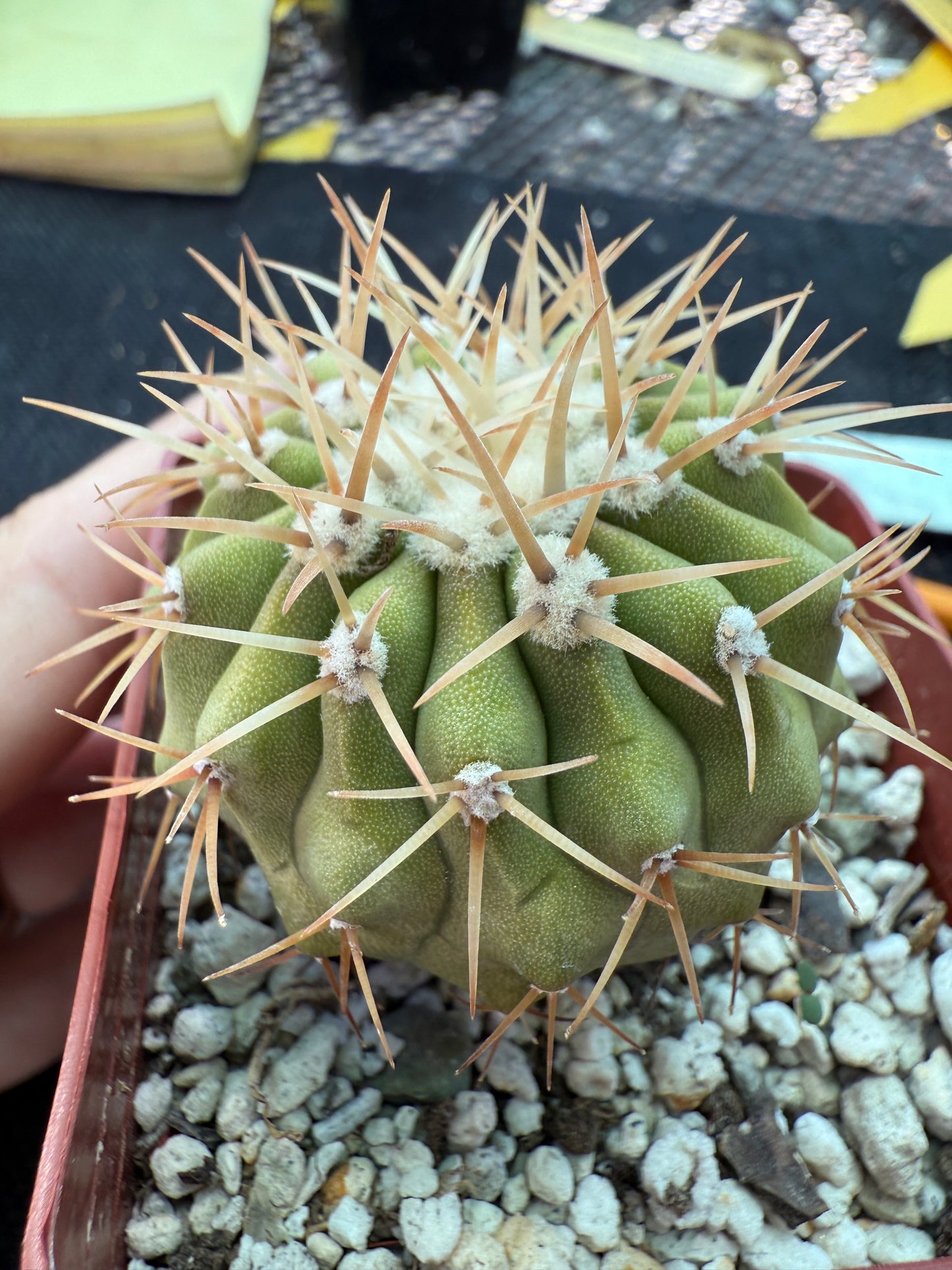Copiapoa columna alba cactus white spines gorgeous plant 1776