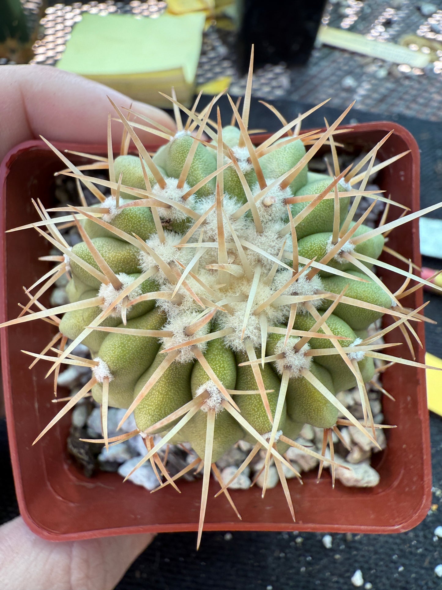 Copiapoa columna alba cactus white spines gorgeous plant 1776