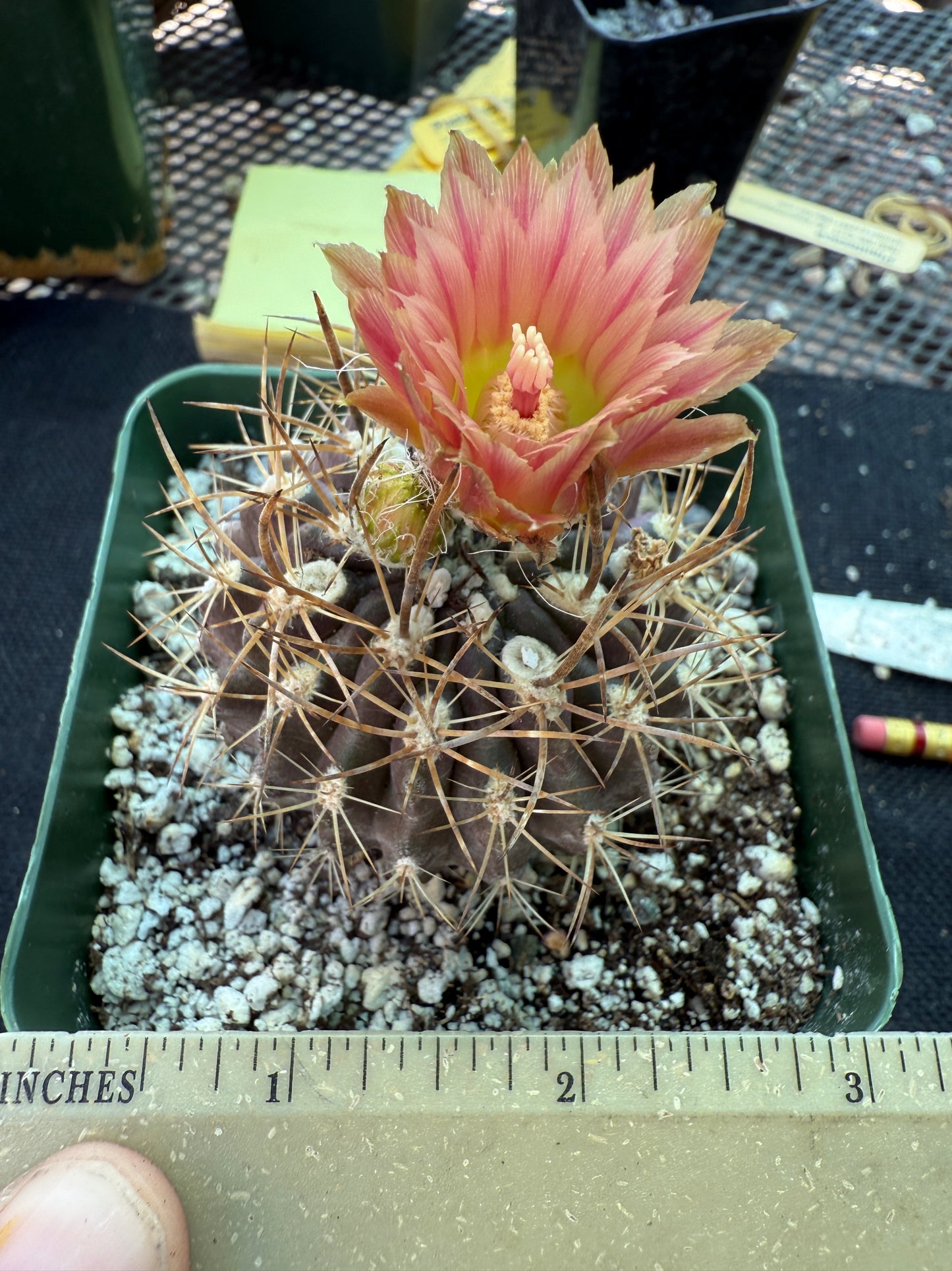 Neoporteria carrizalensis rare cactus 150