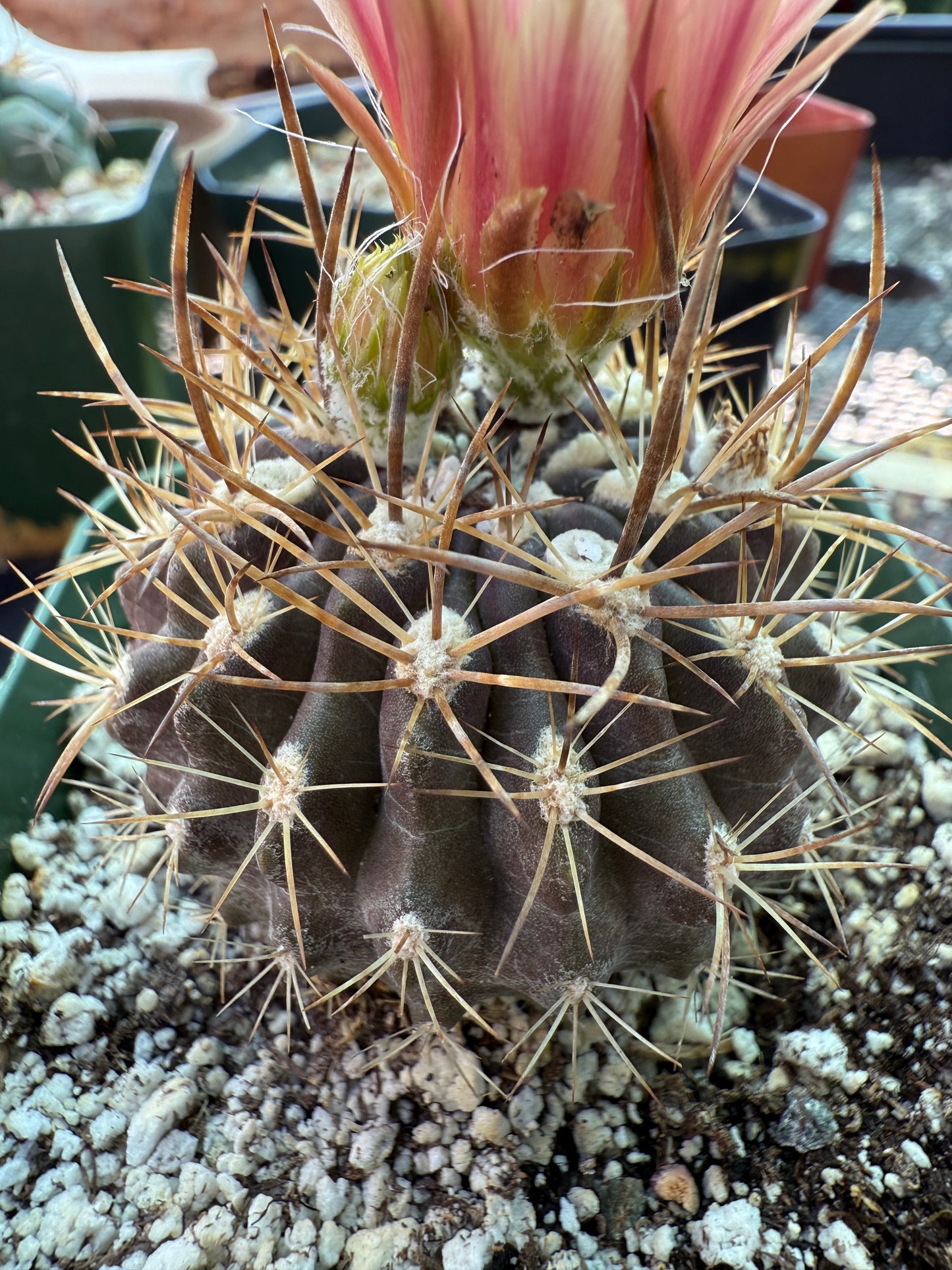 Neoporteria carrizalensis rare cactus 150