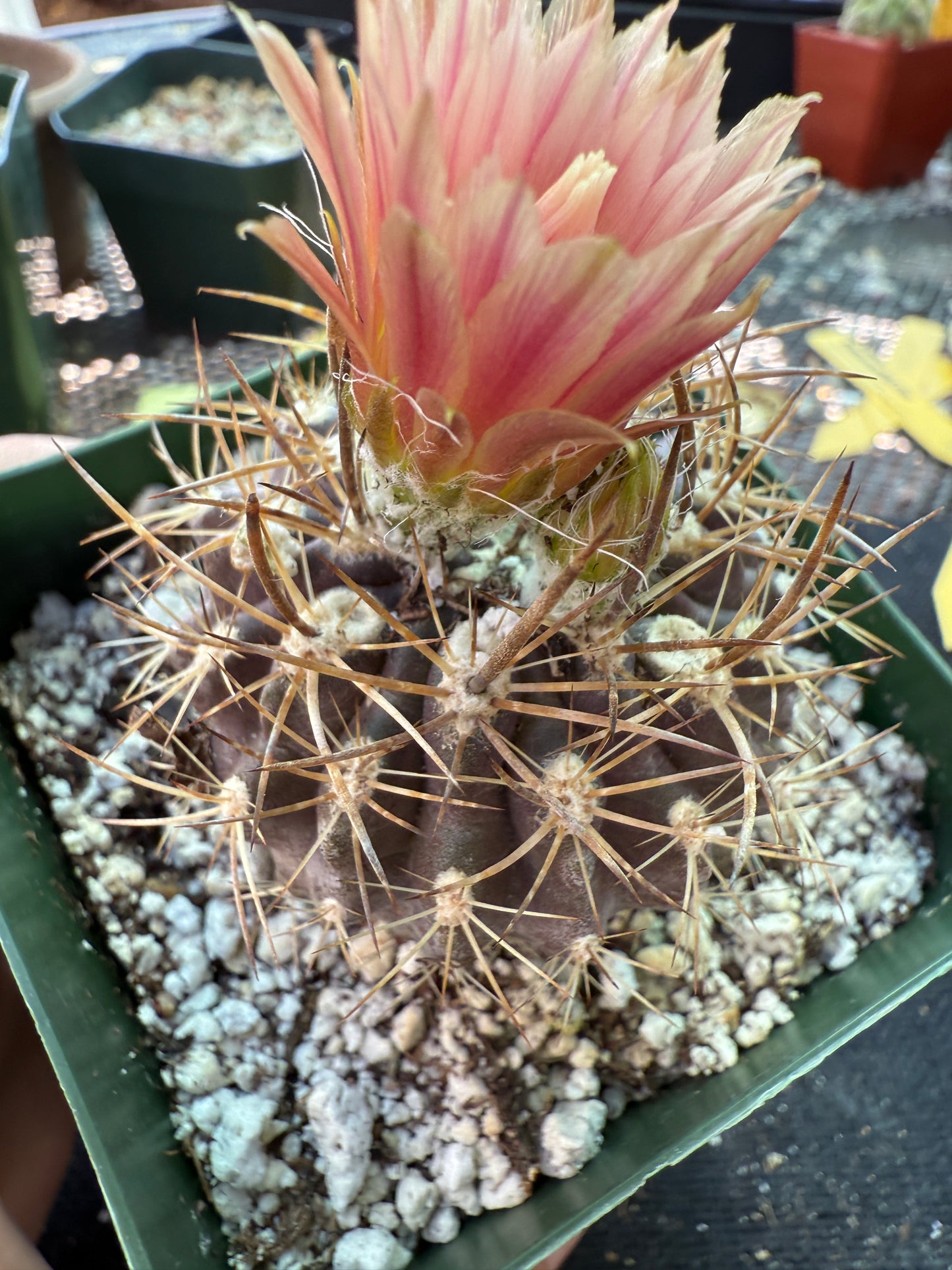 Neoporteria carrizalensis rare cactus 150