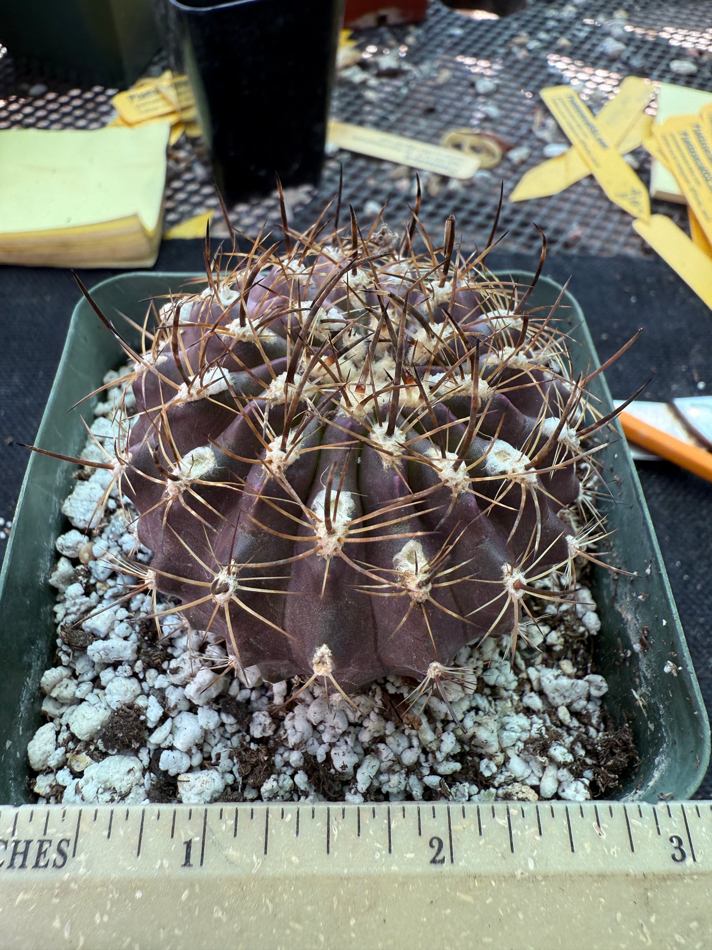 Neoporteria heinrichiana rare cactus 151