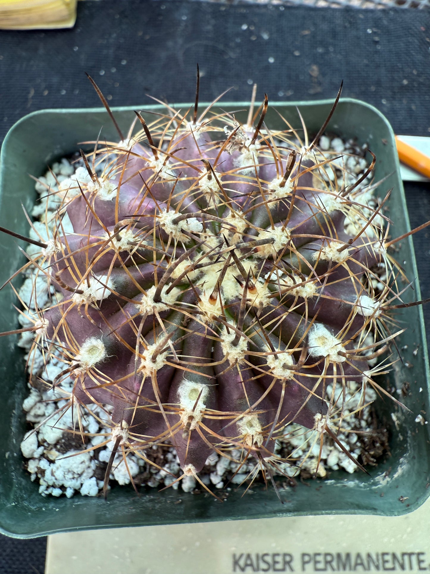 Neoporteria heinrichiana rare cactus 151