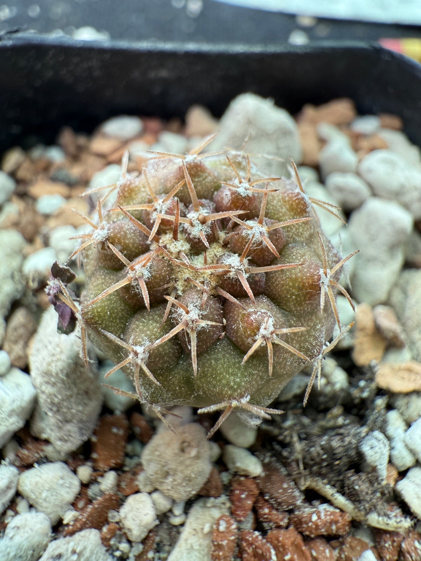 Copiapoa columna alba seedling 152 white short spine