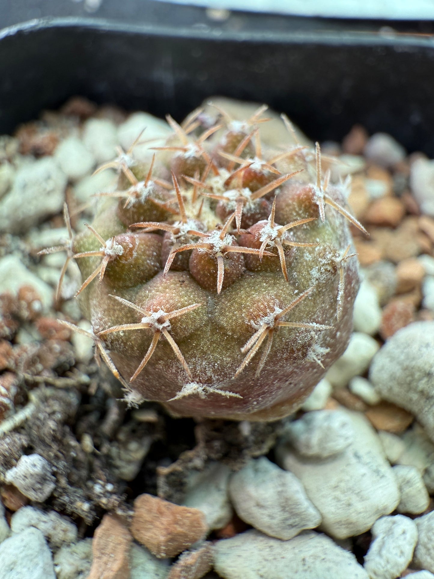 Copiapoa columna alba seedling 152 white short spine
