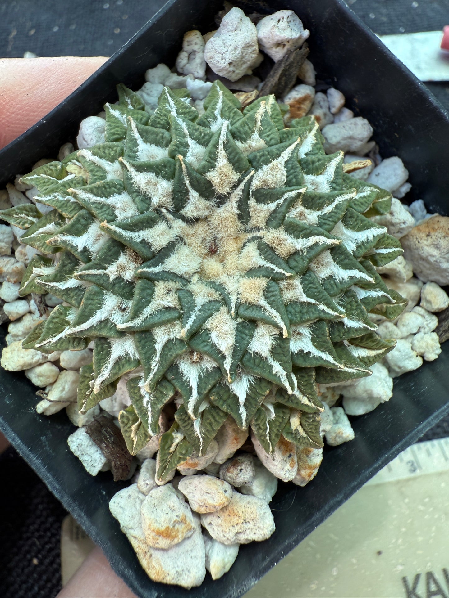 Ariocarpus kotschoubeyanus Macdowelii 12 years old specimen 153