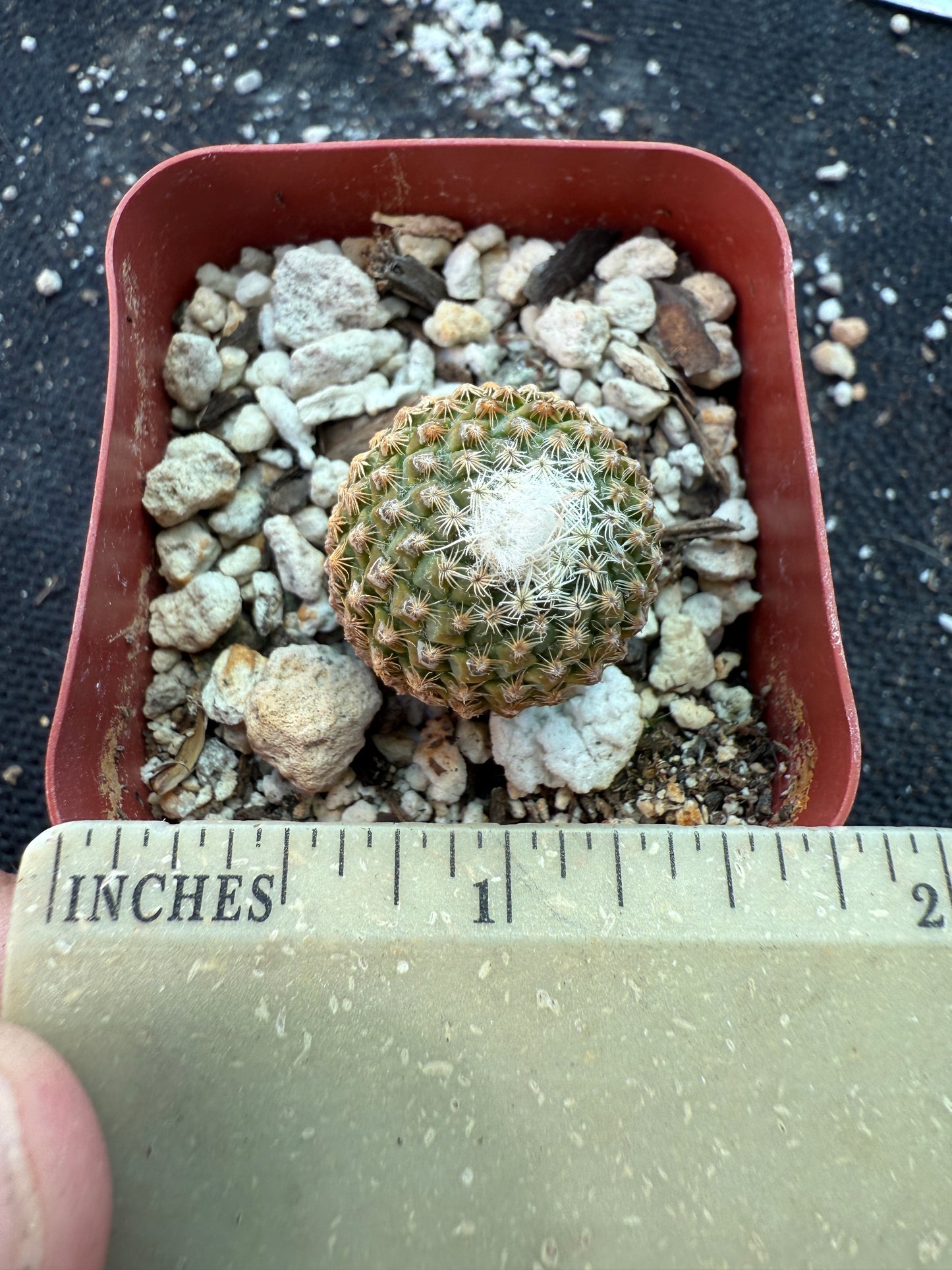 Pelecyphora strobilliformis very rare cactus 157