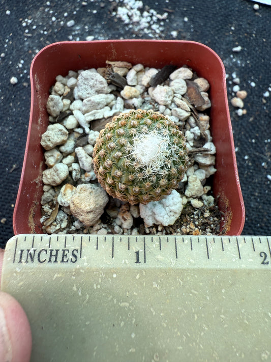 Pelecyphora strobilliformis very rare cactus 157