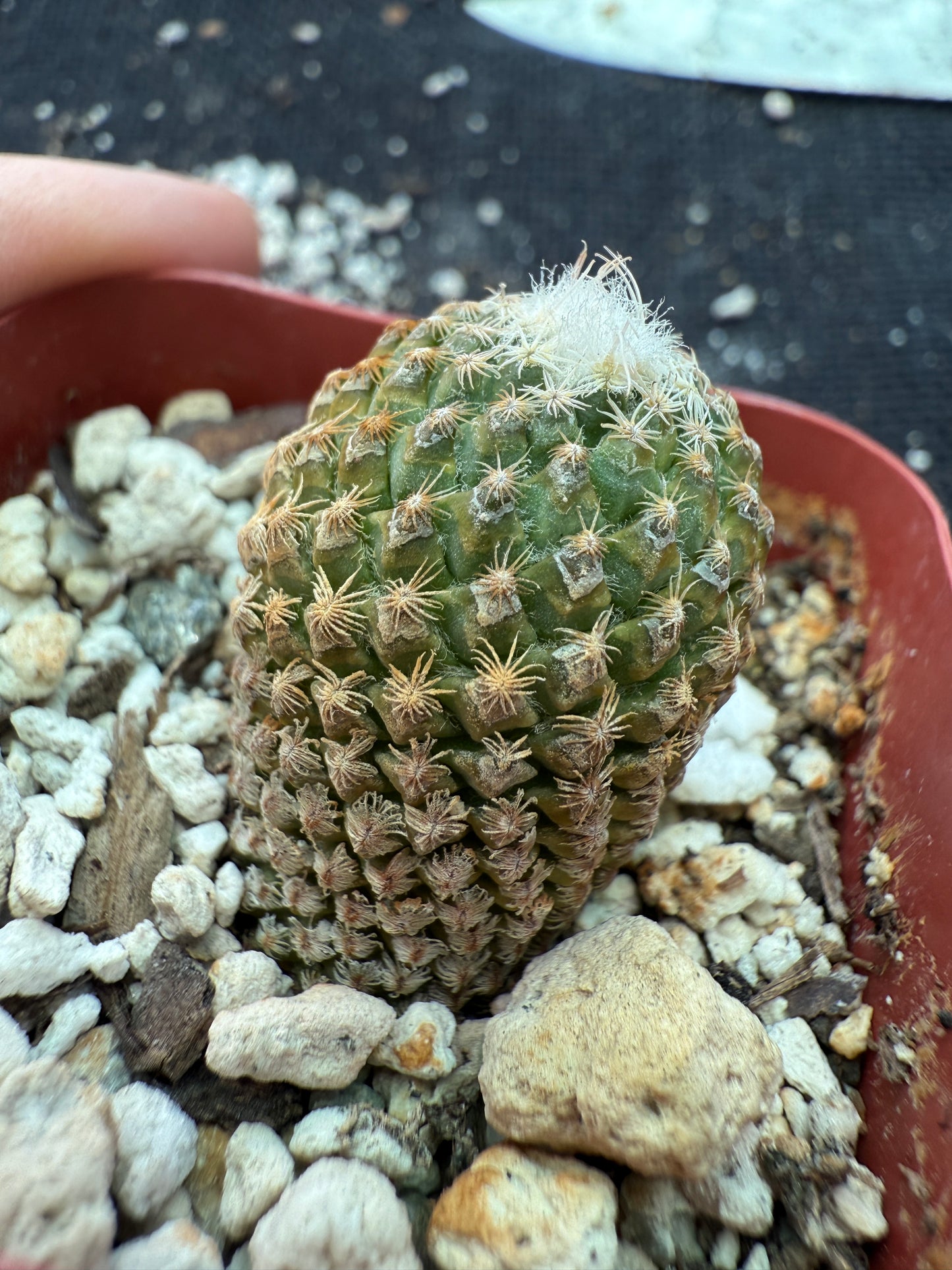Pelecyphora strobilliformis very rare cactus 157