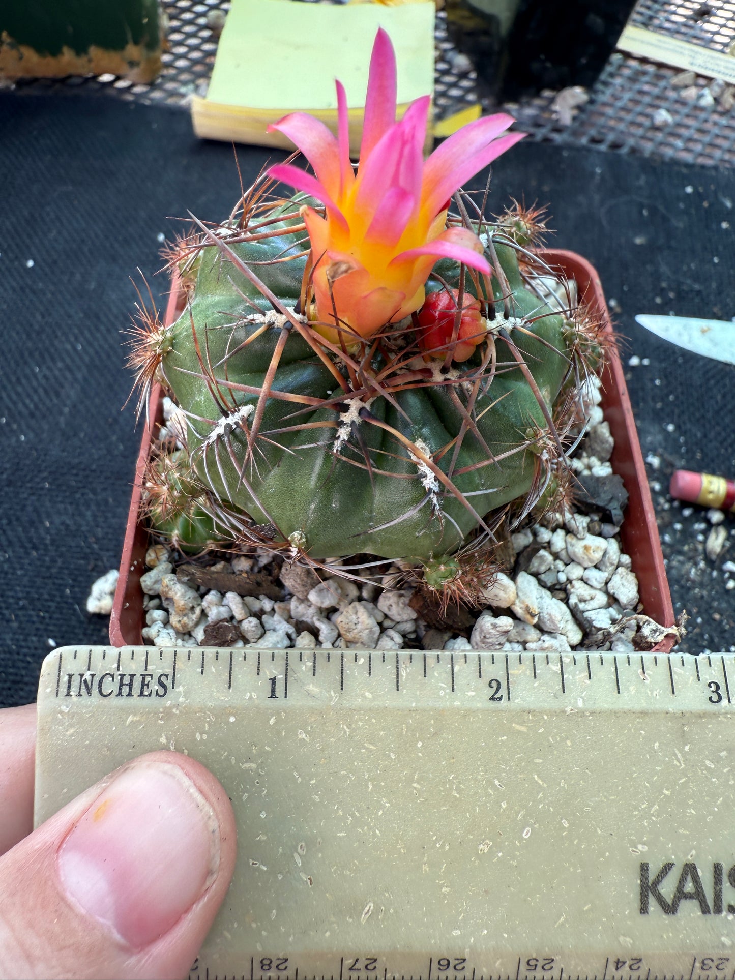 Oroya minima cactus rare 158