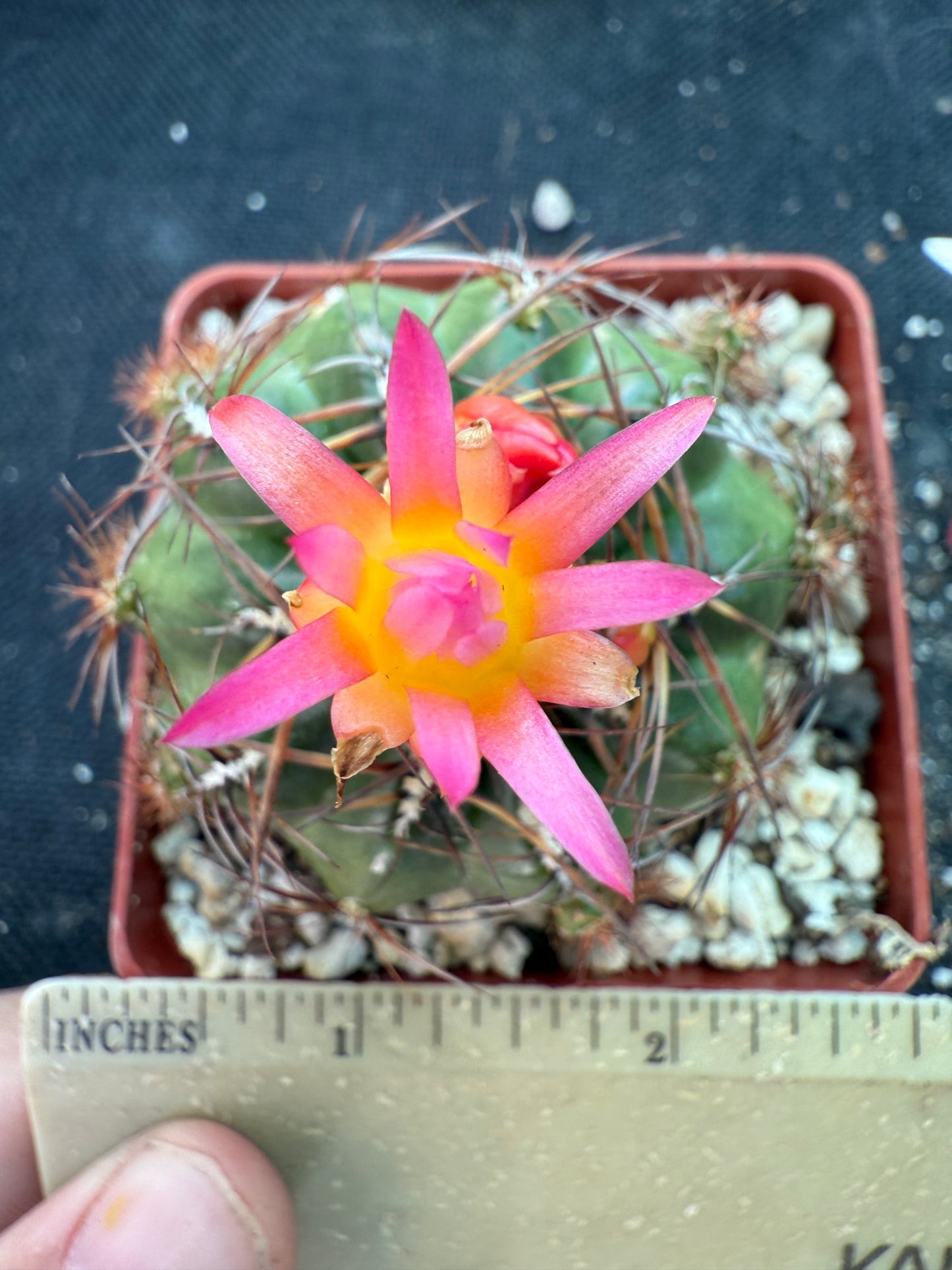 Oroya minima cactus rare 158