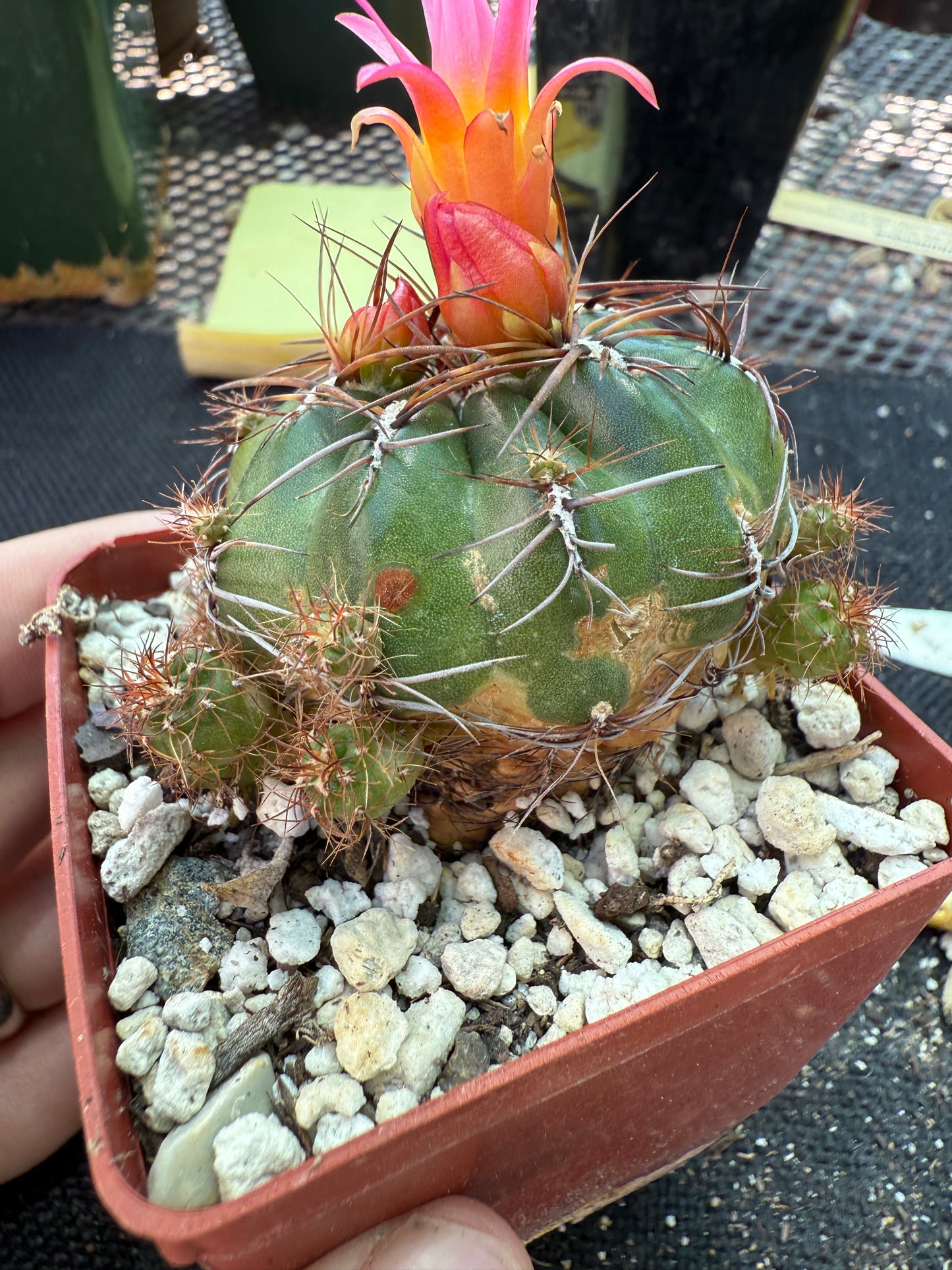 Oroya minima cactus rare 158