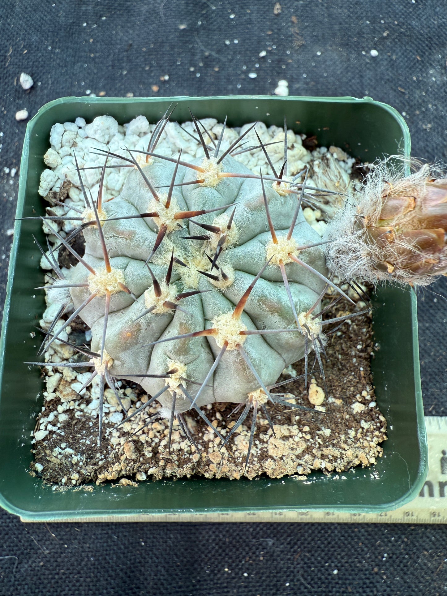 Acanthocalycium glaucum rare cactus 161