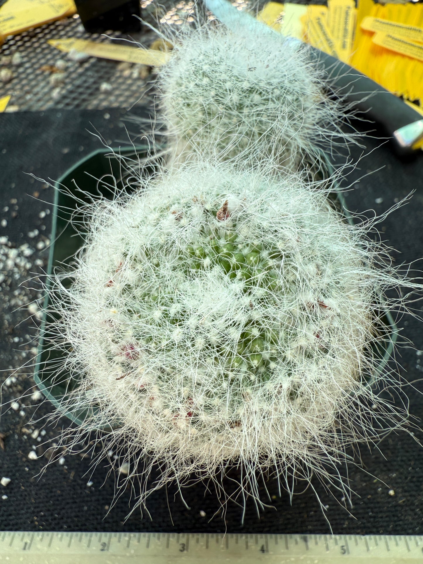Mammillaria hahniana old lady cactus 163