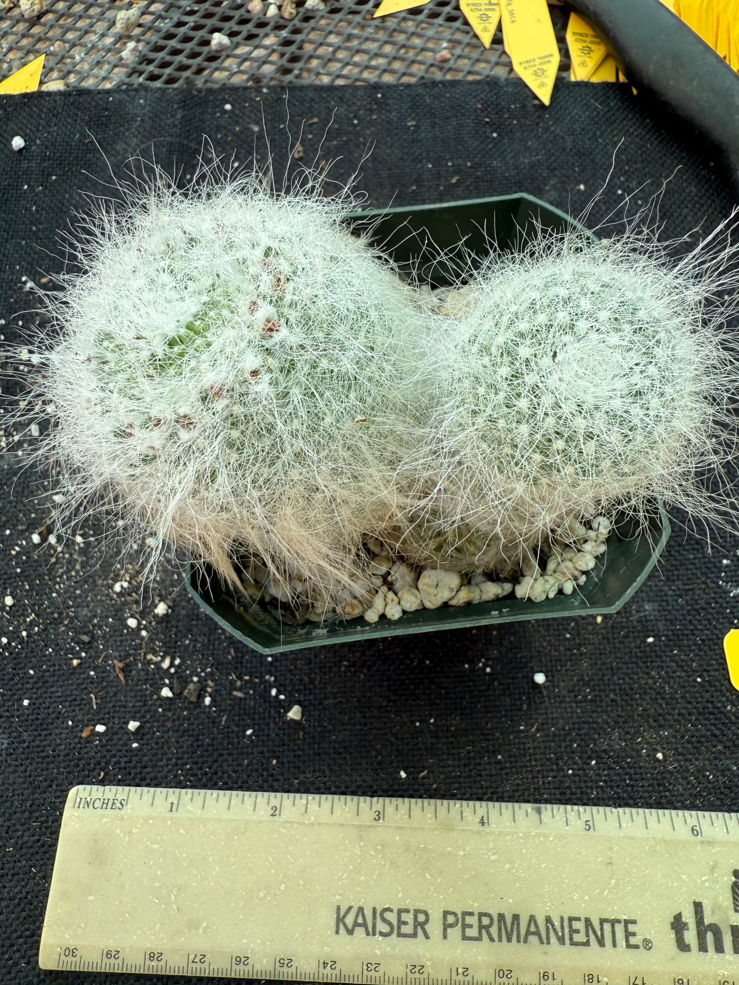 Mammillaria hahniana old lady cactus 163