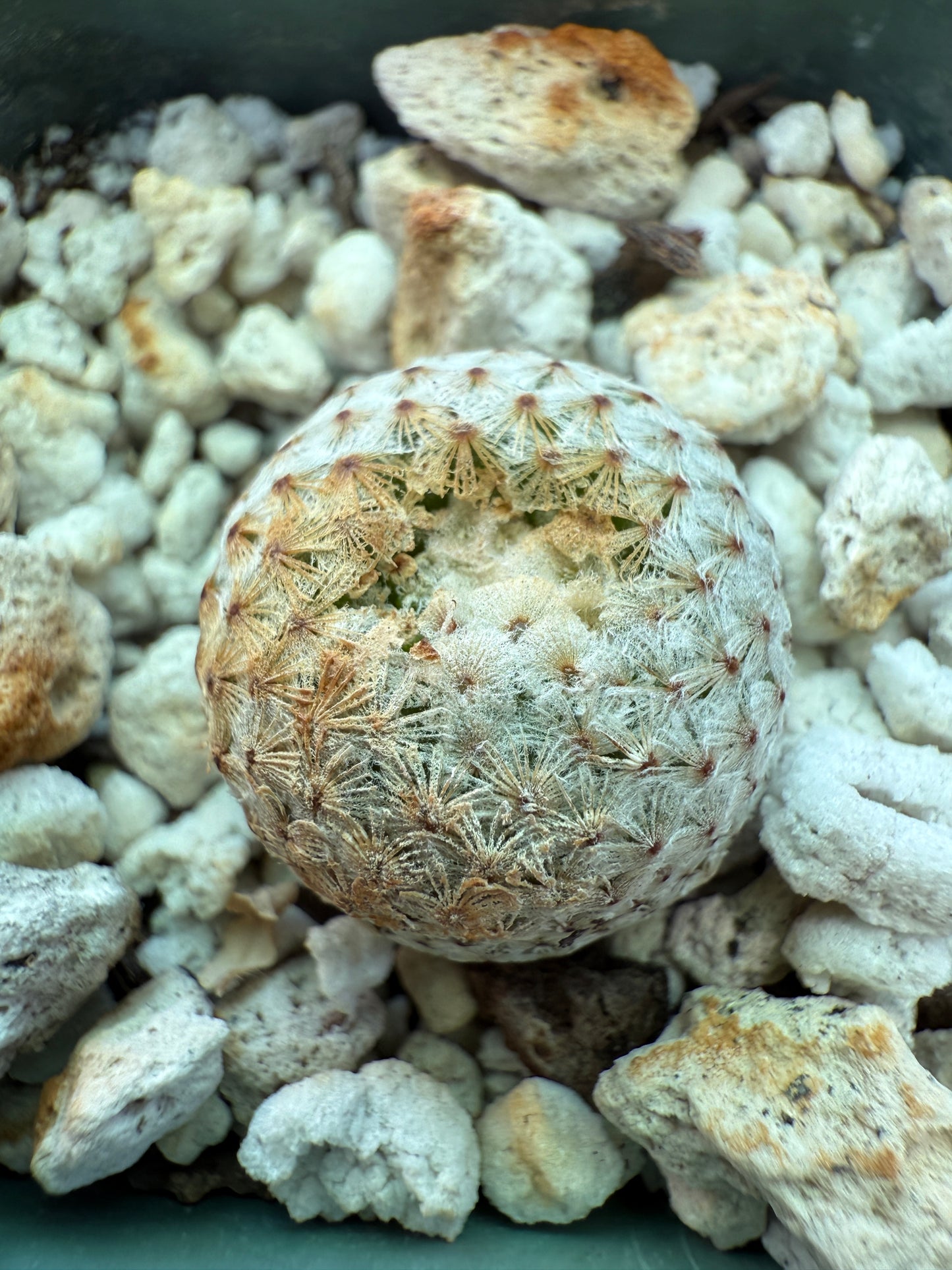 Mammillaria breviplumosa rare cactus 165