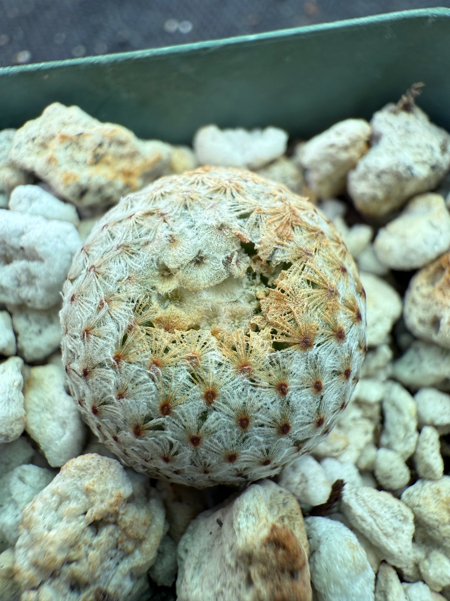 Mammillaria breviplumosa rare cactus 165