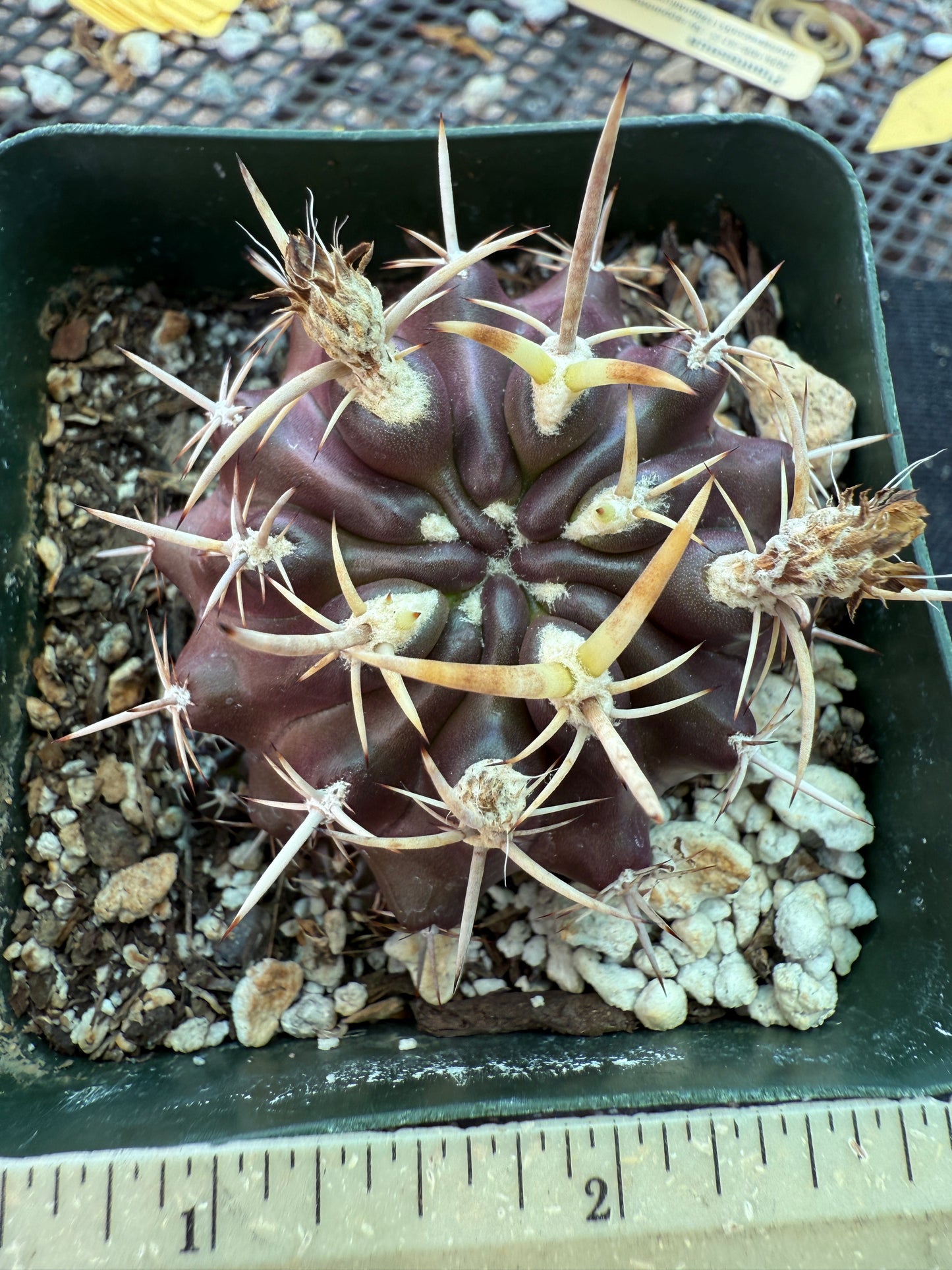 Neoporteria aspillagai rare cactus with pups 169