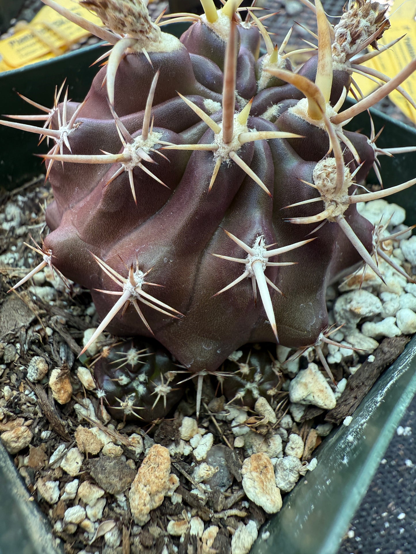 Neoporteria aspillagai rare cactus with pups 169